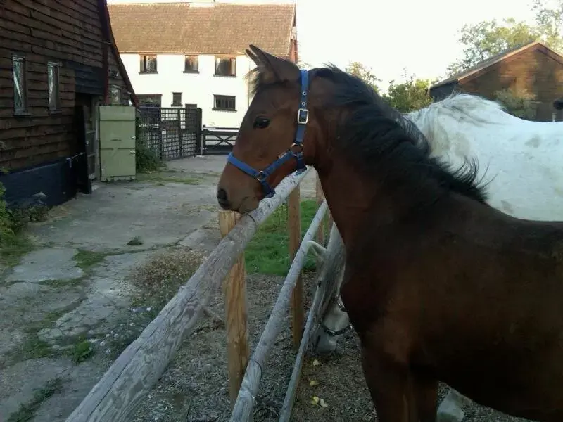 Day, Pets in Valley Farmhouse B&B