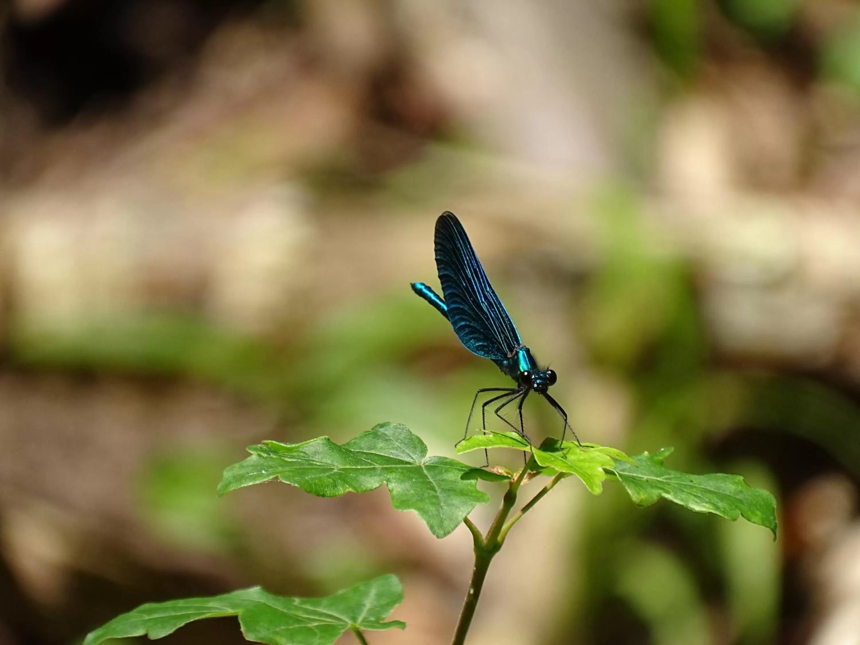 Animals in Der Florenberg - Gipfel für Genießer