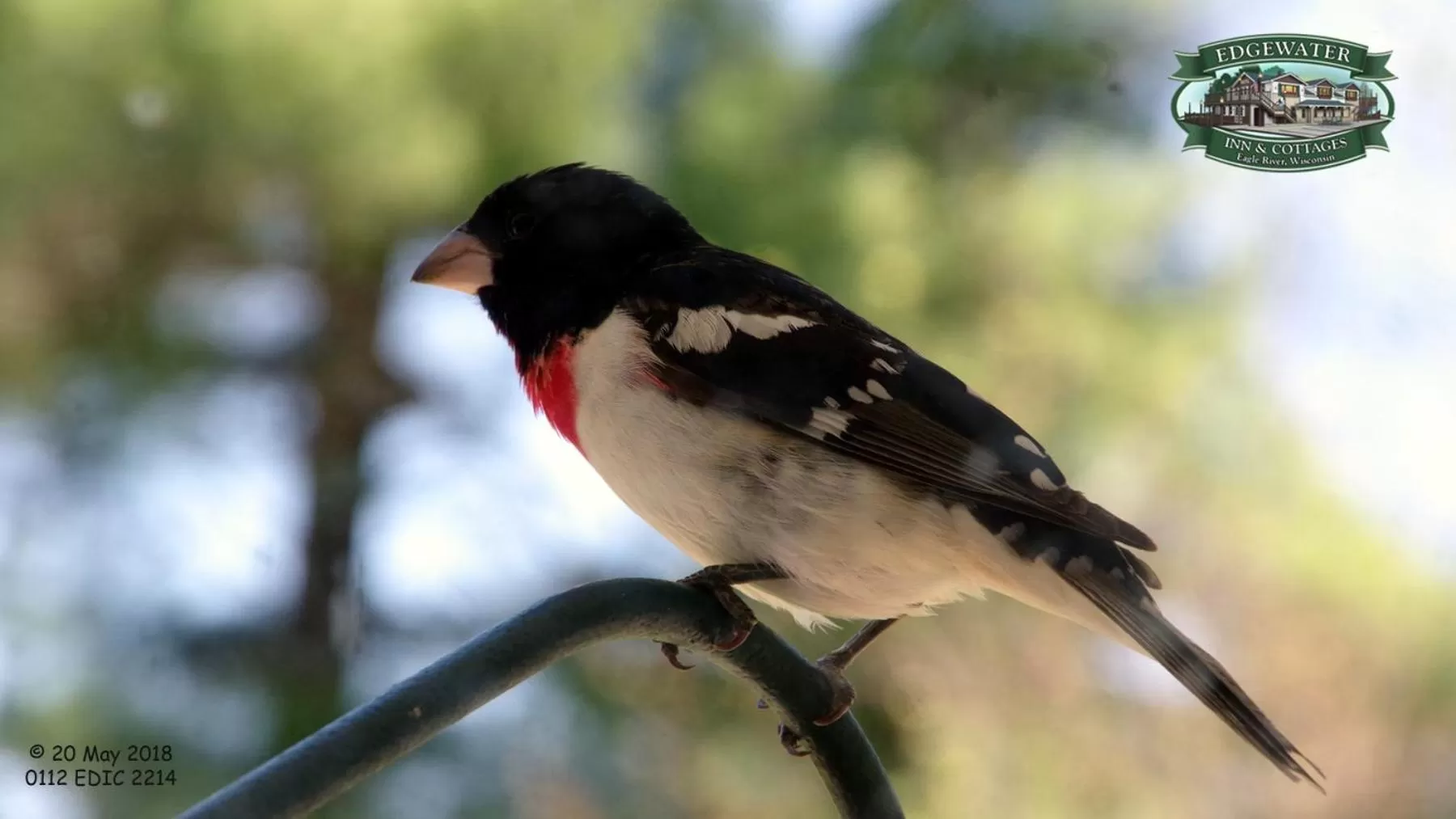 Other Animals in Edgewater Inn & Cottages