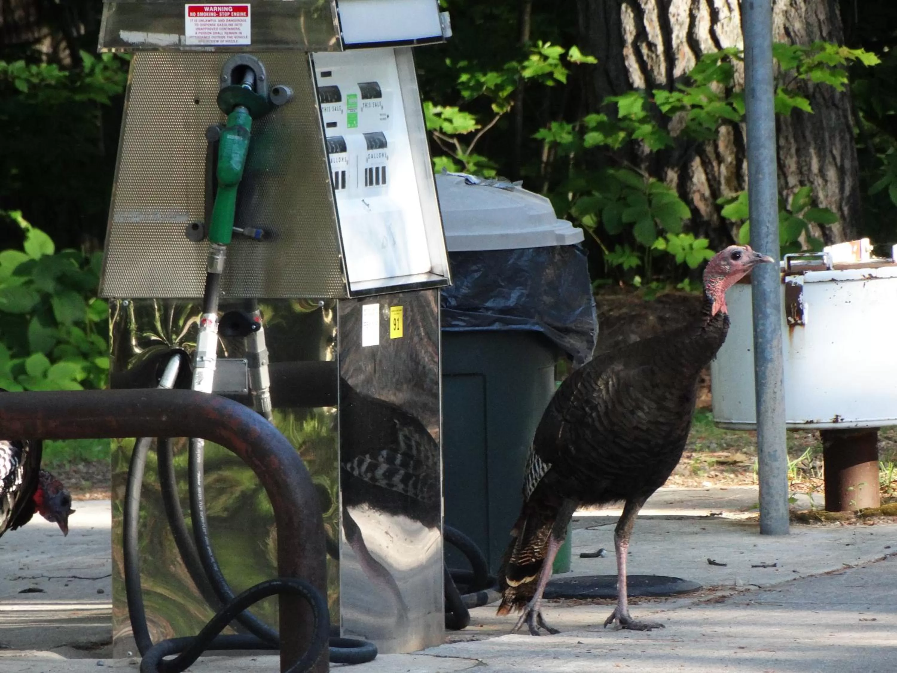 Summer in Buckhorn Resort