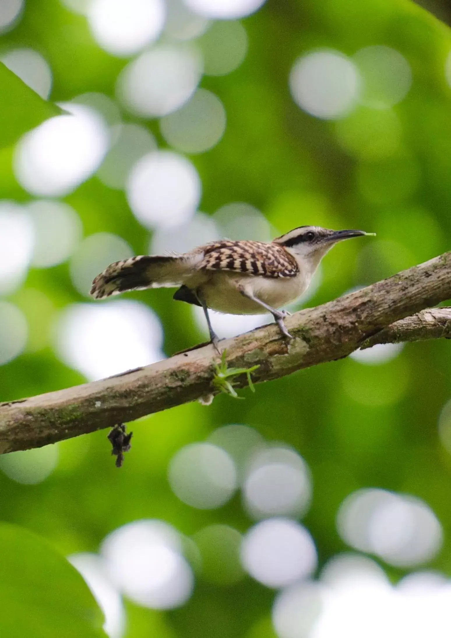 Natural landscape, Other Animals in Pumilio Mountain & Ocean Hotel