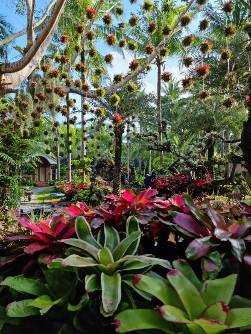 Garden in Coco Palm Beach Resort & Spa