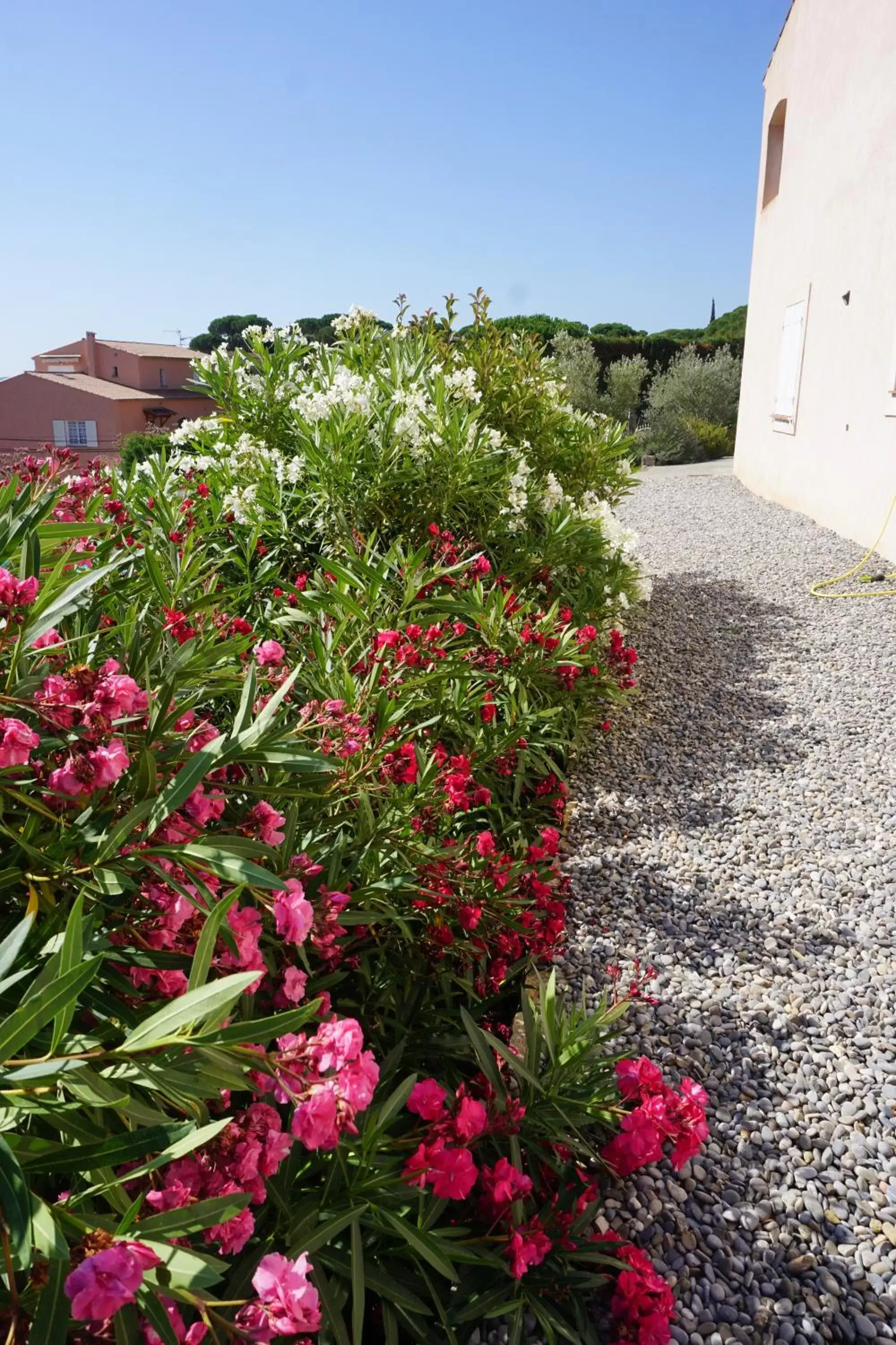 Patio, Garden in Lone Star House