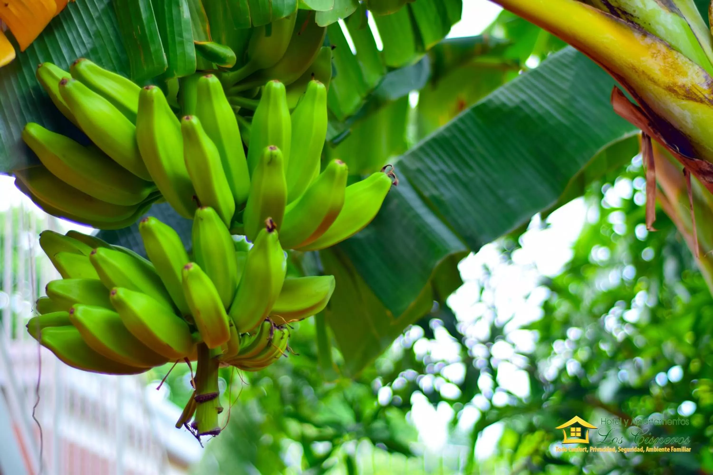 Garden view in Hotel y Apartments Los Cisneros