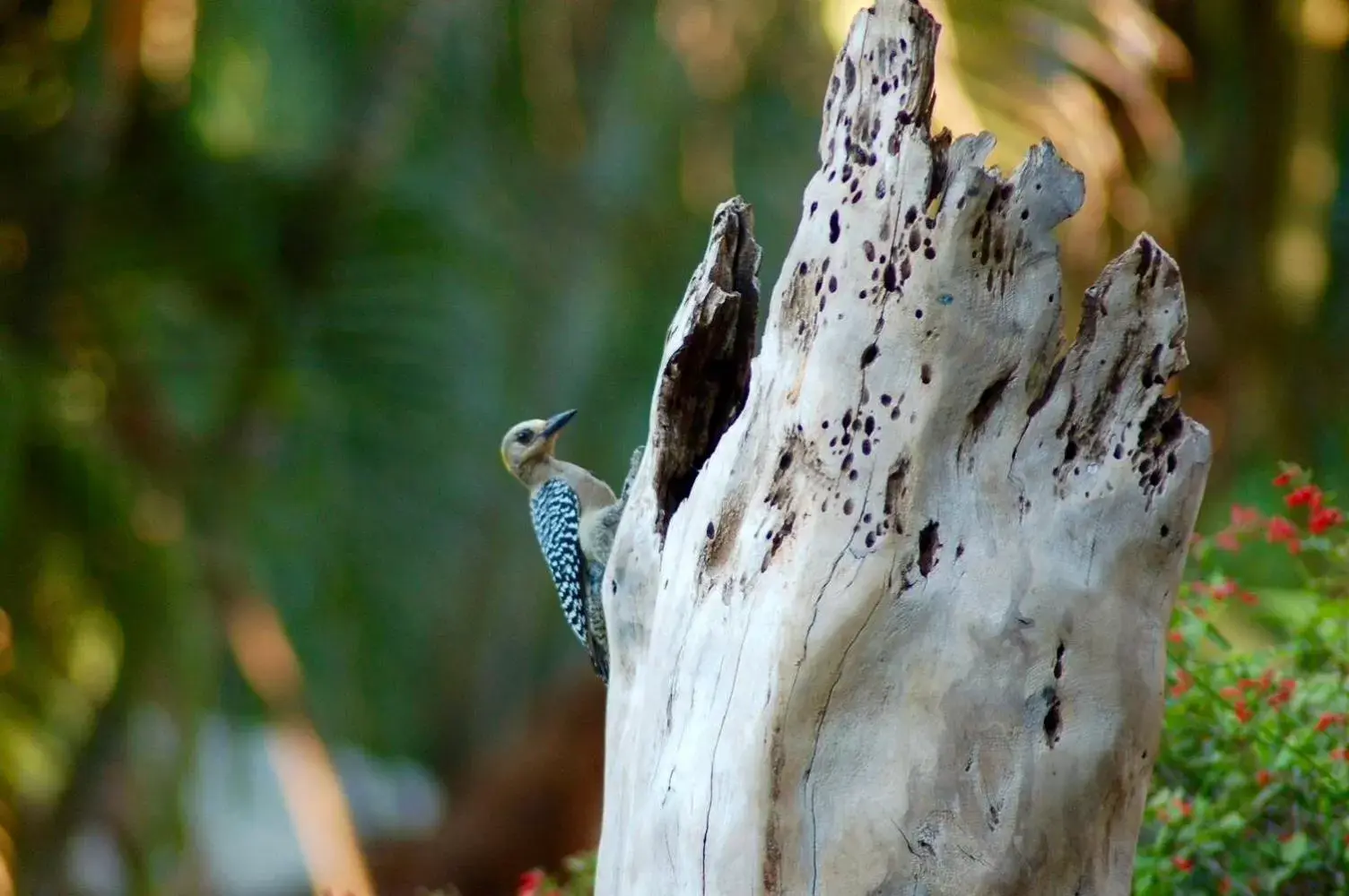 Garden, Other Animals in The Breeze Hotel & Villas