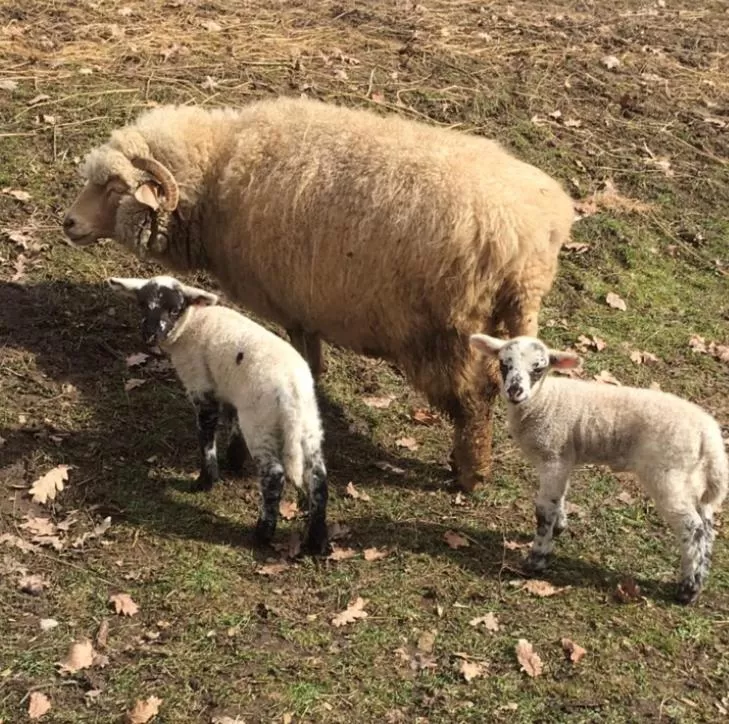 Day, Other Animals in Pensiunea SilvAnka