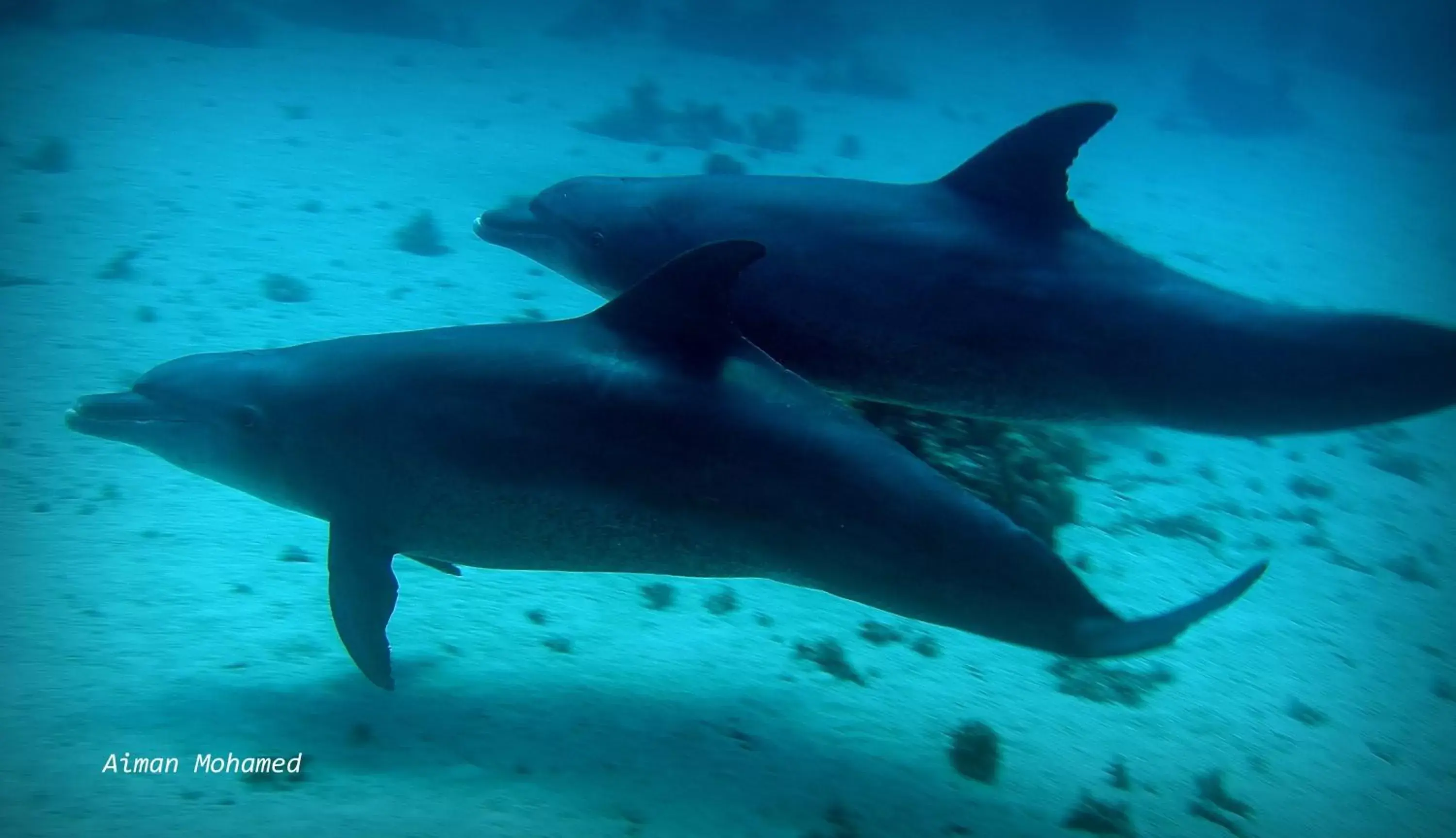 Snorkeling, Other Animals in Coral Sun Beach