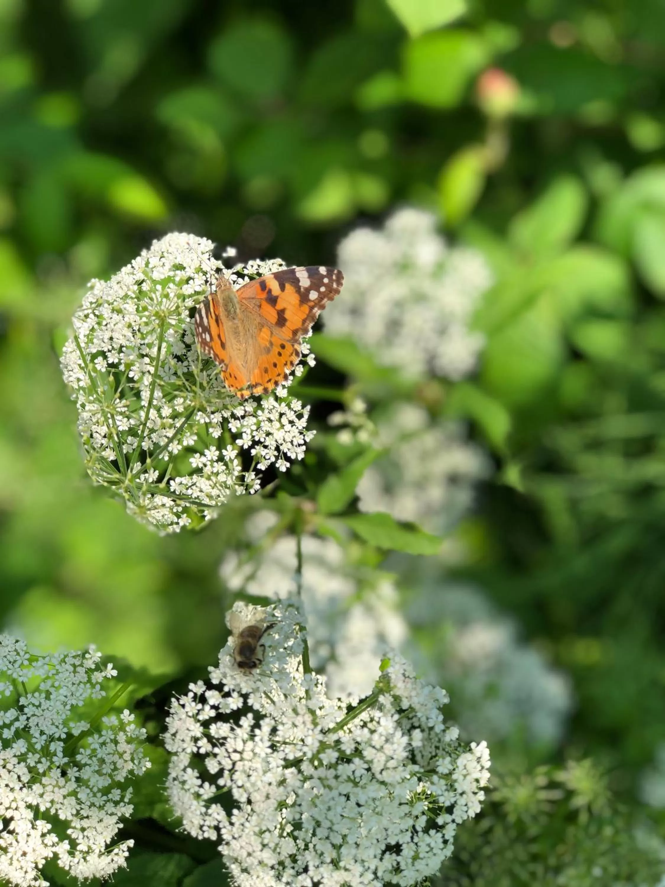 Davaa's Bed & Breakfast