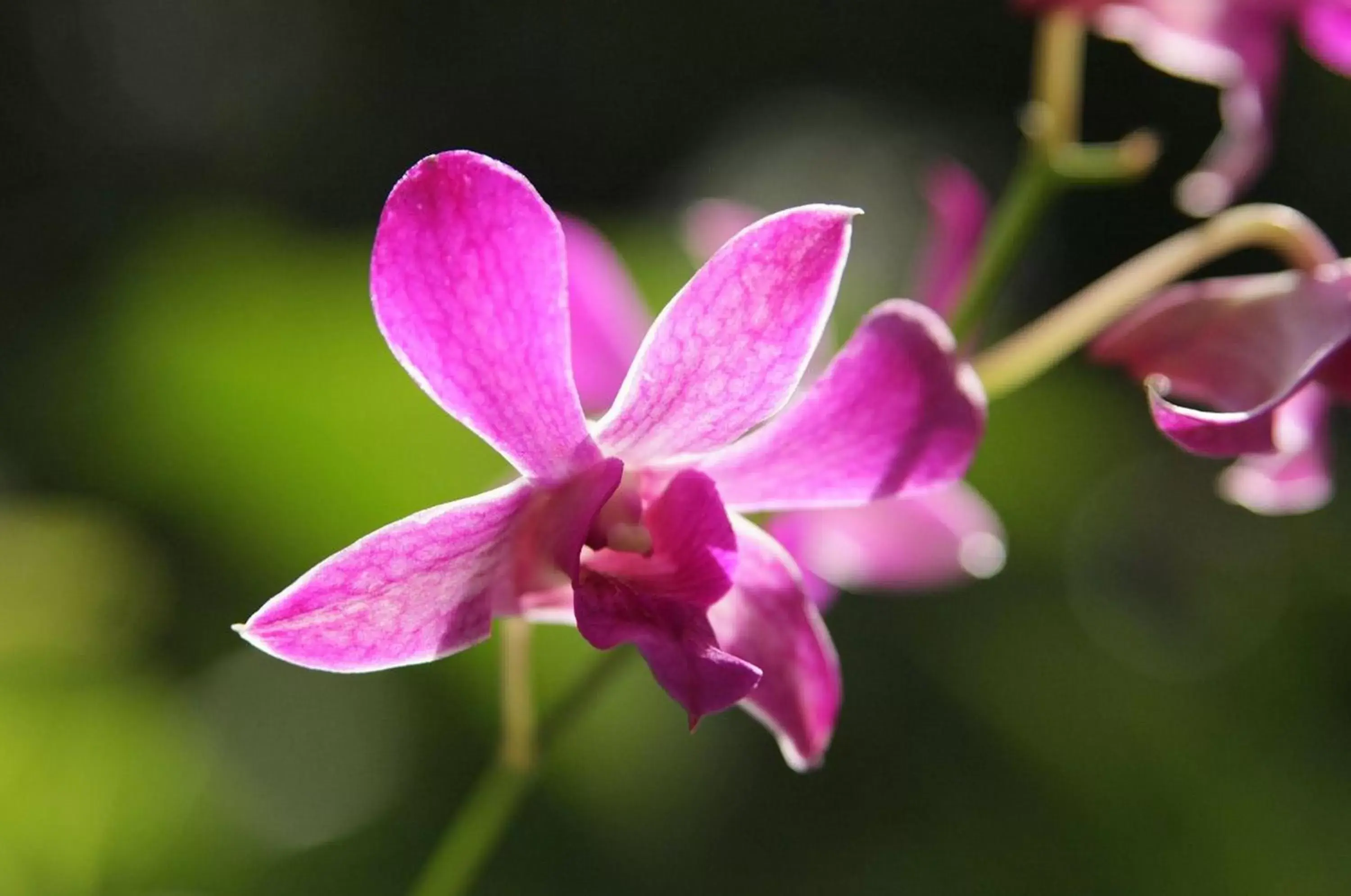Garden in The Fiji Orchid