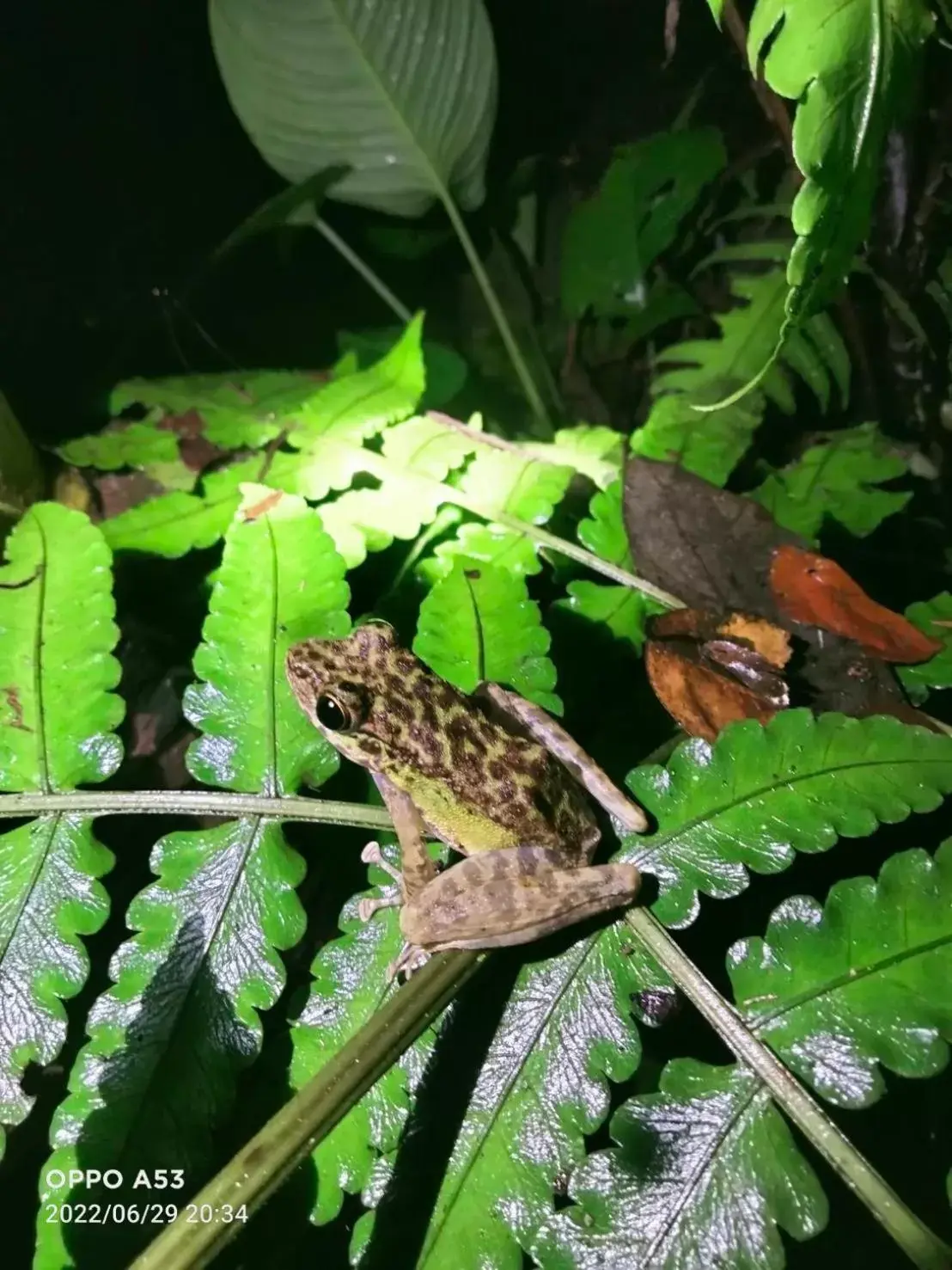 Other Animals in Khaosok Rainforest Resort