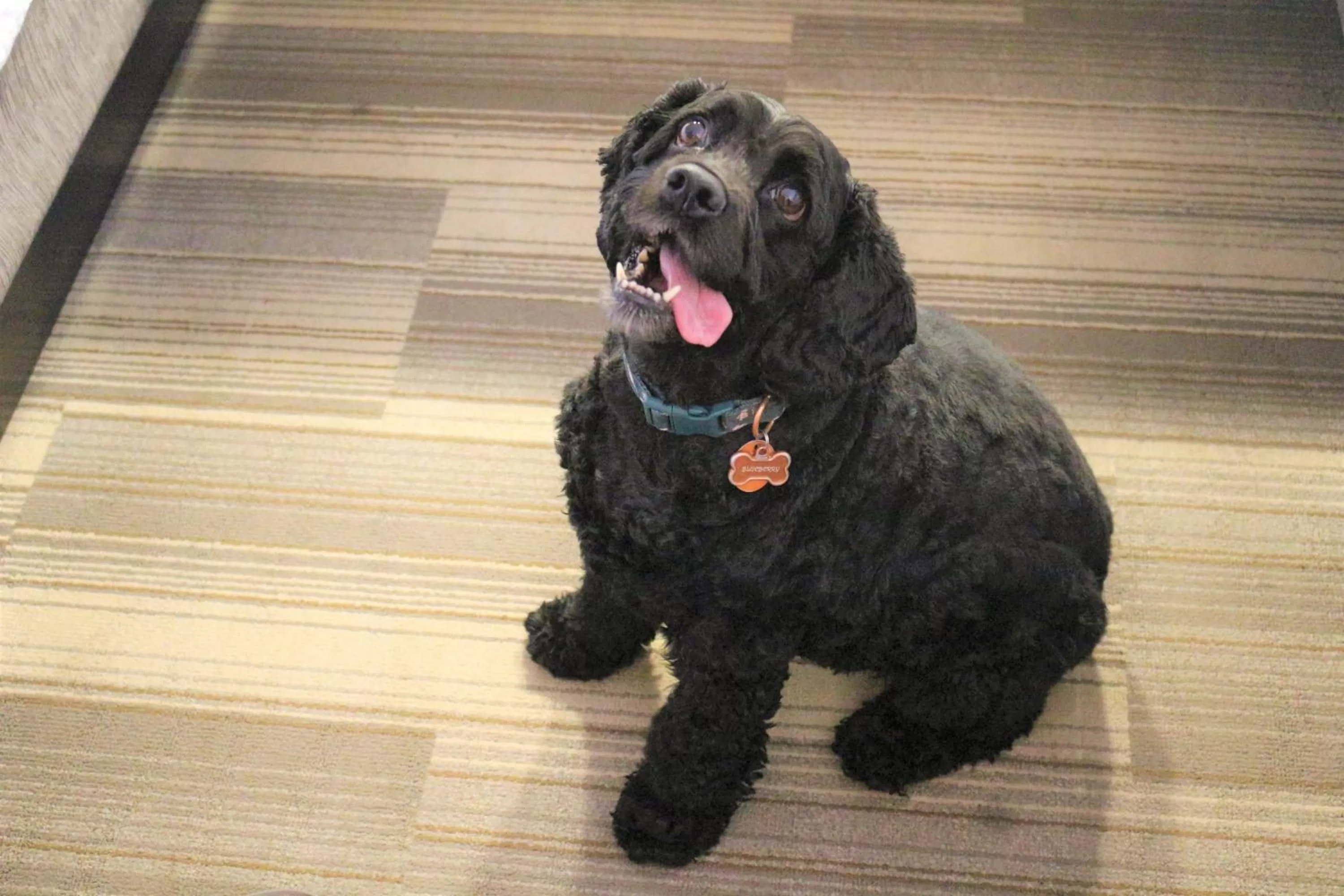 Pets in Holiday Inn Express & Suites Albuquerque Historic Old Town by IHG