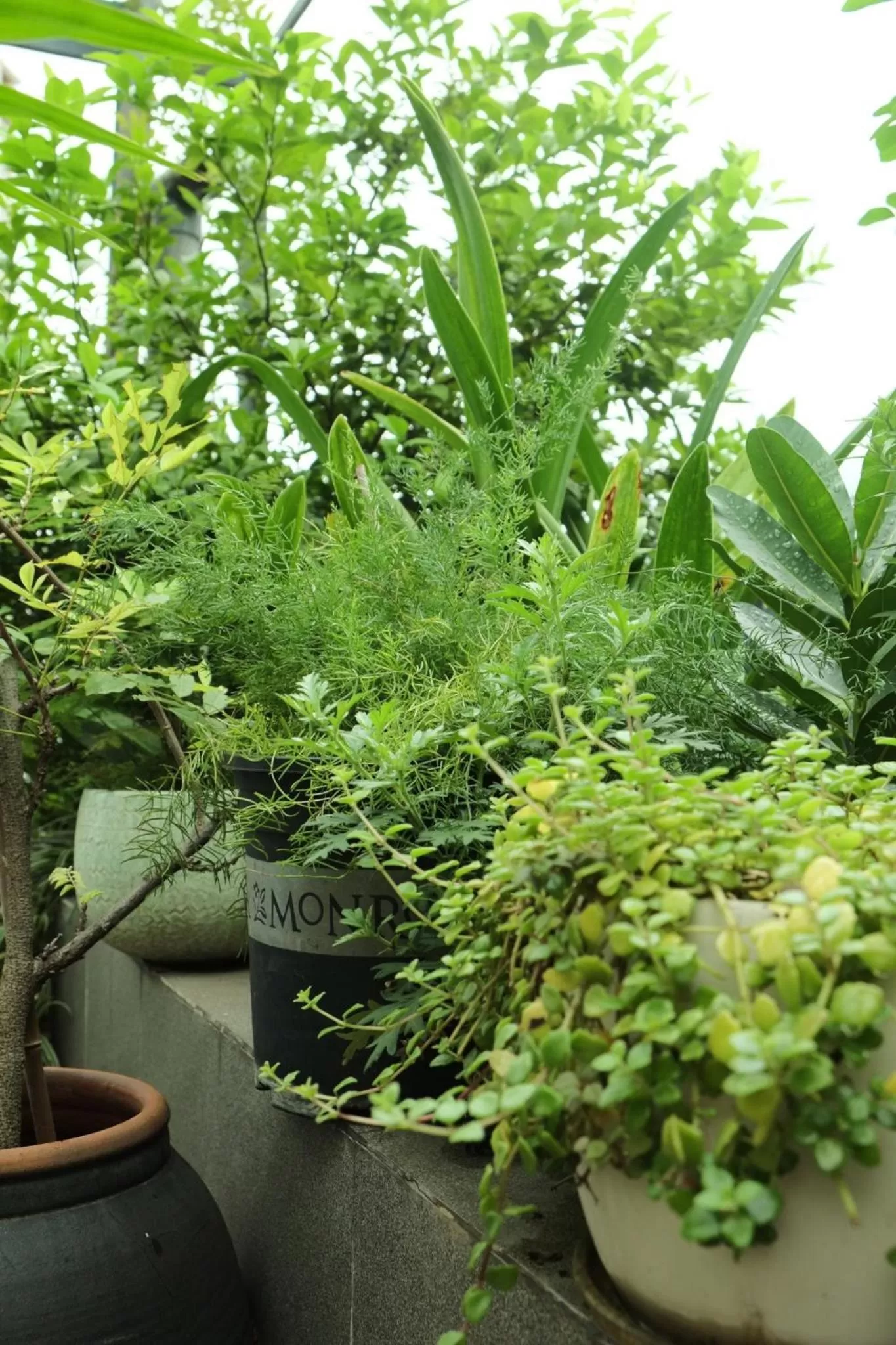 Garden in Auntie Liên's Homestay