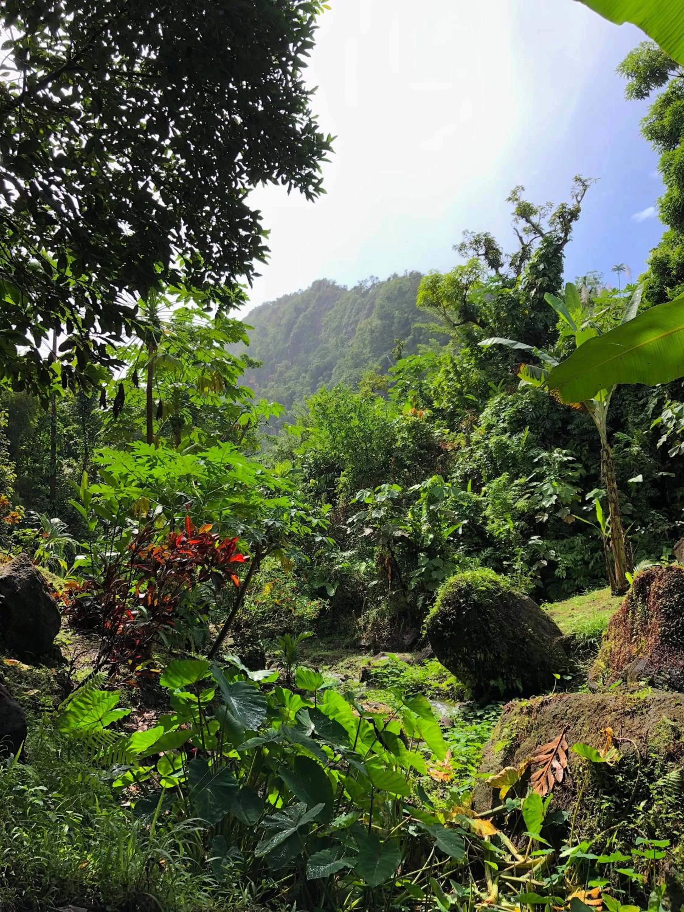 Garden in Cocoa Cottage