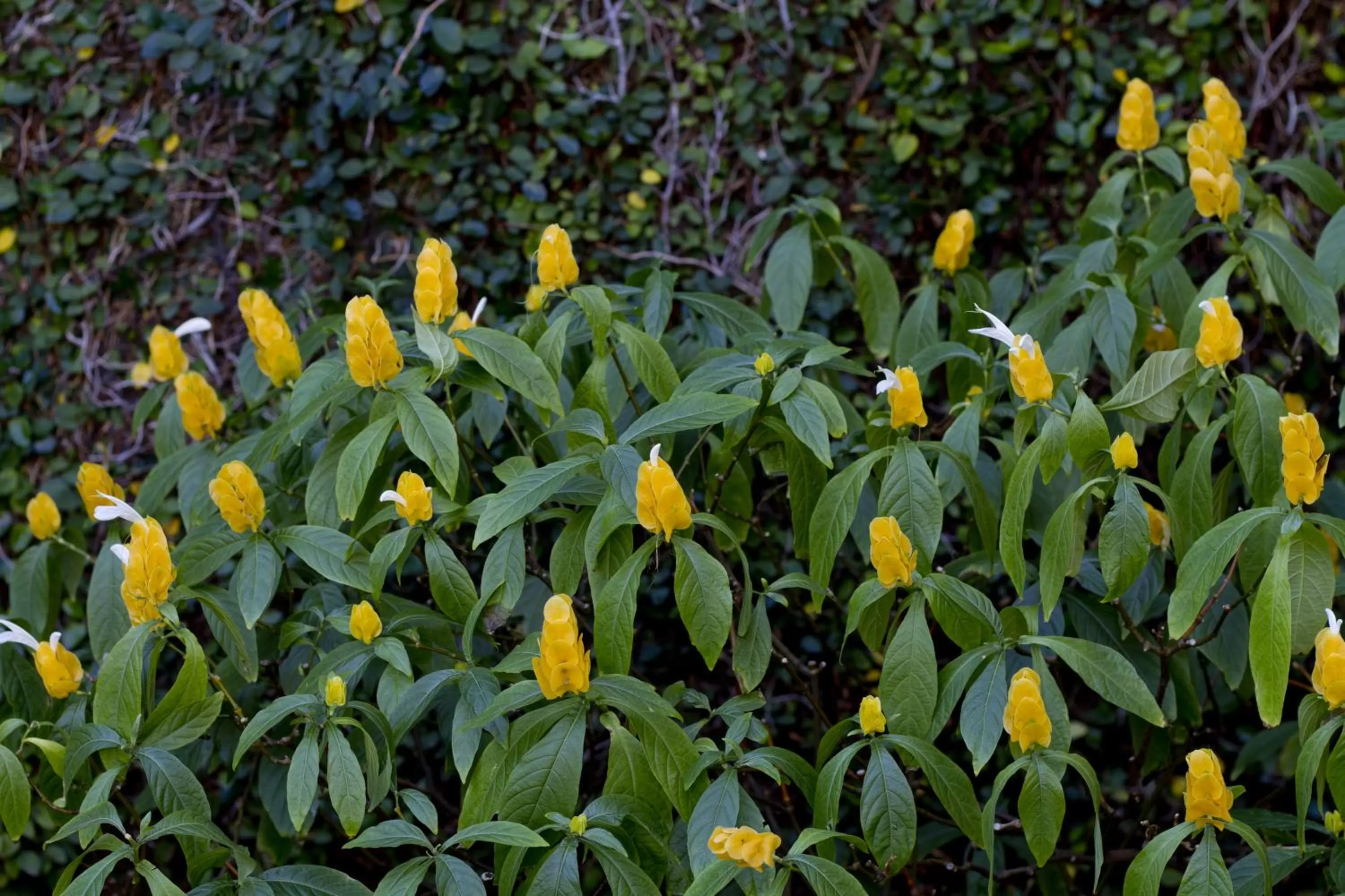Garden in Hotel Colibri