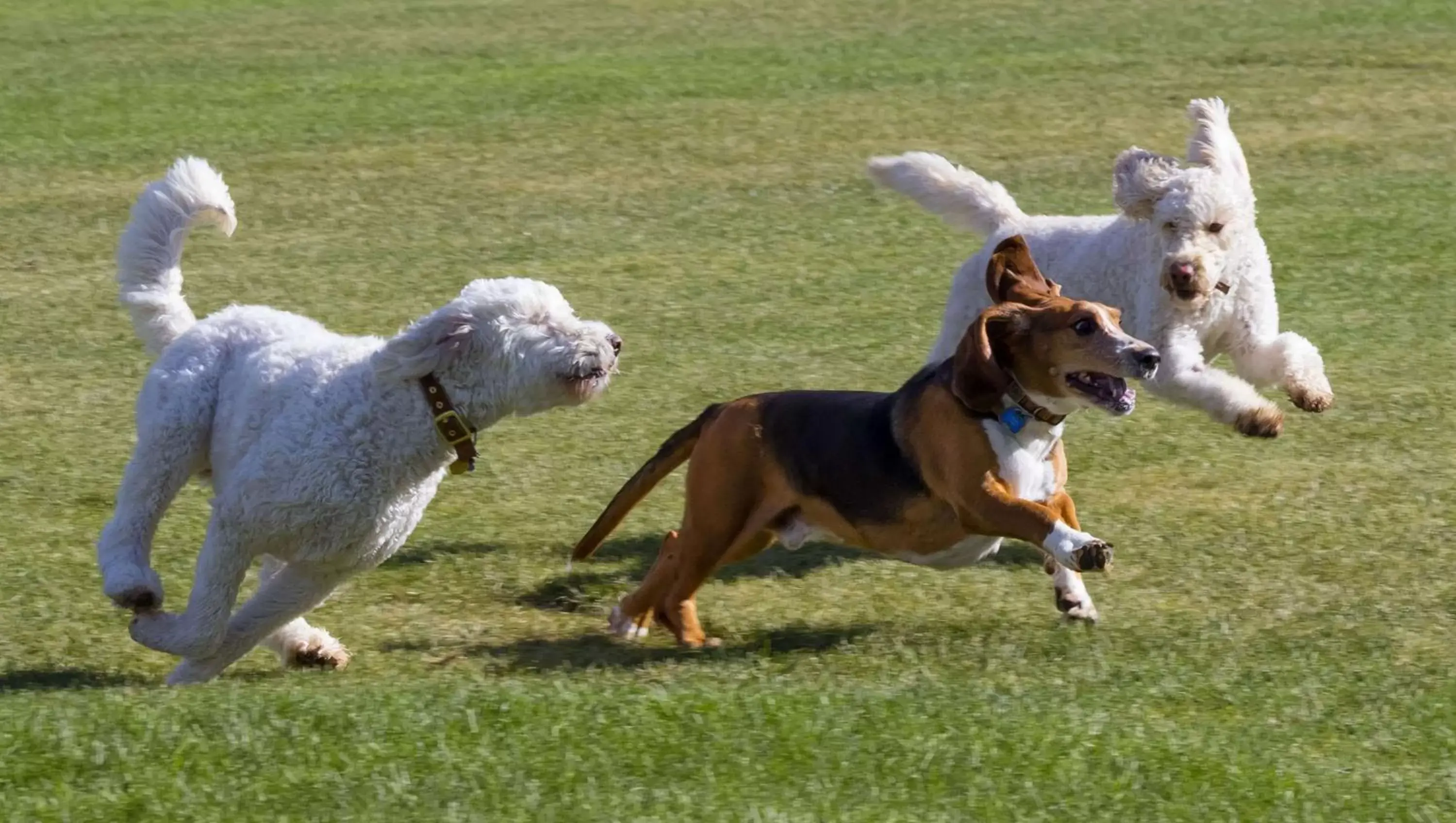 Other, Pets in Magnuson Hotel Country Inn