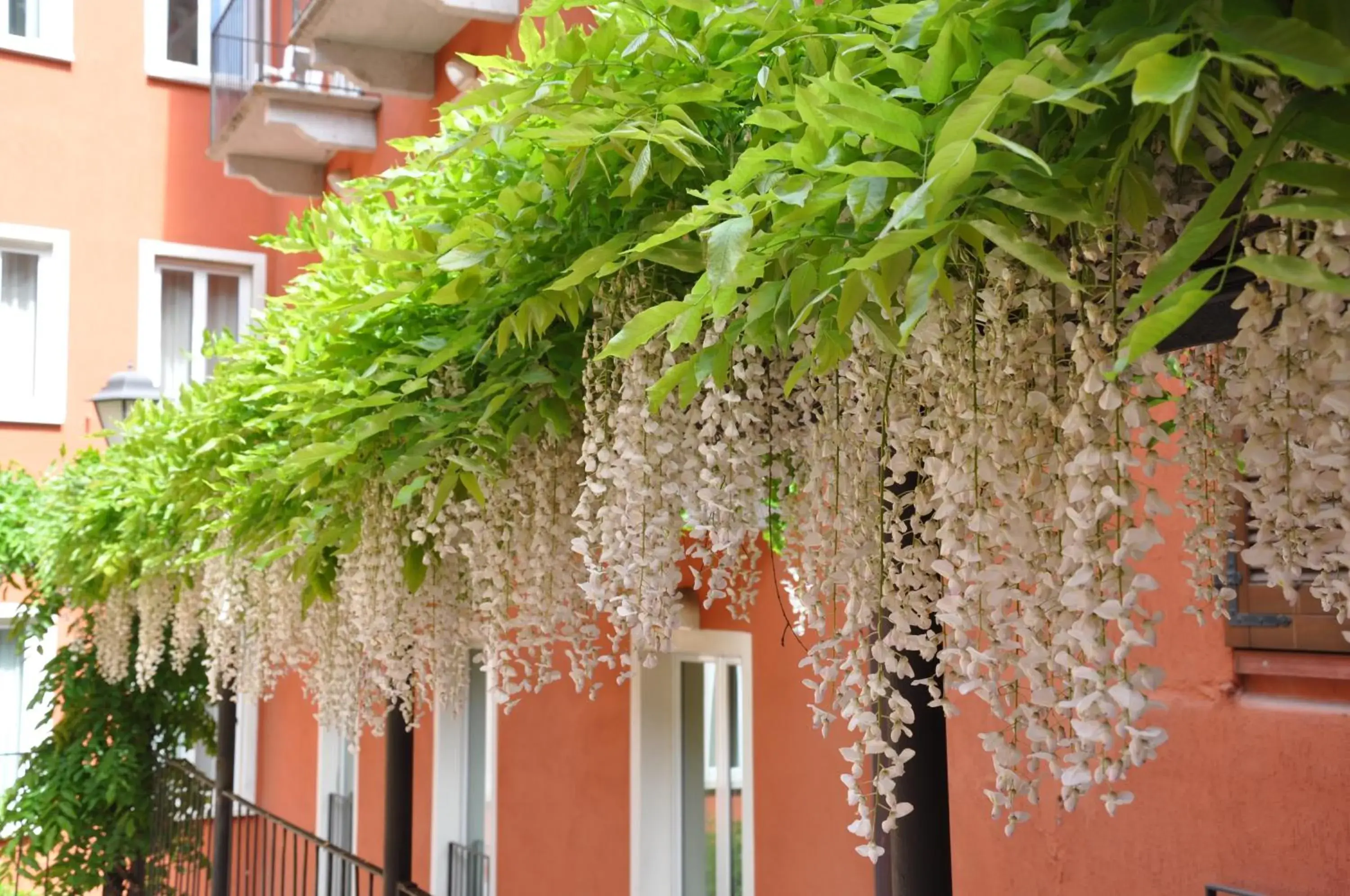 Garden view in Hotel Moderno