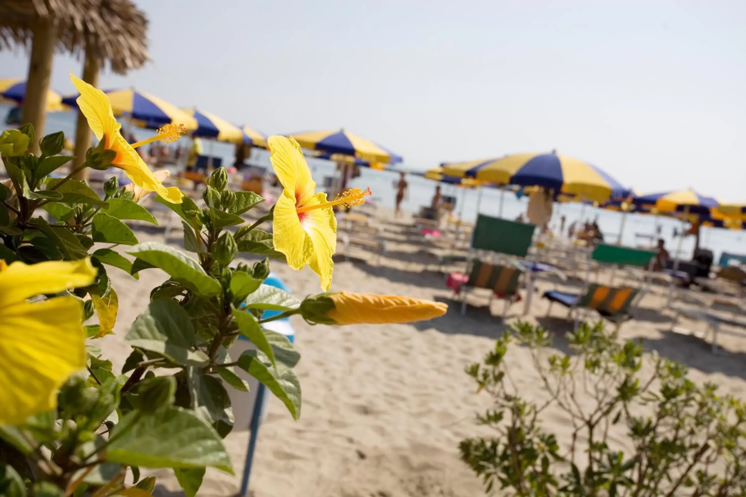 Beach in Hotel Residence Le Dune