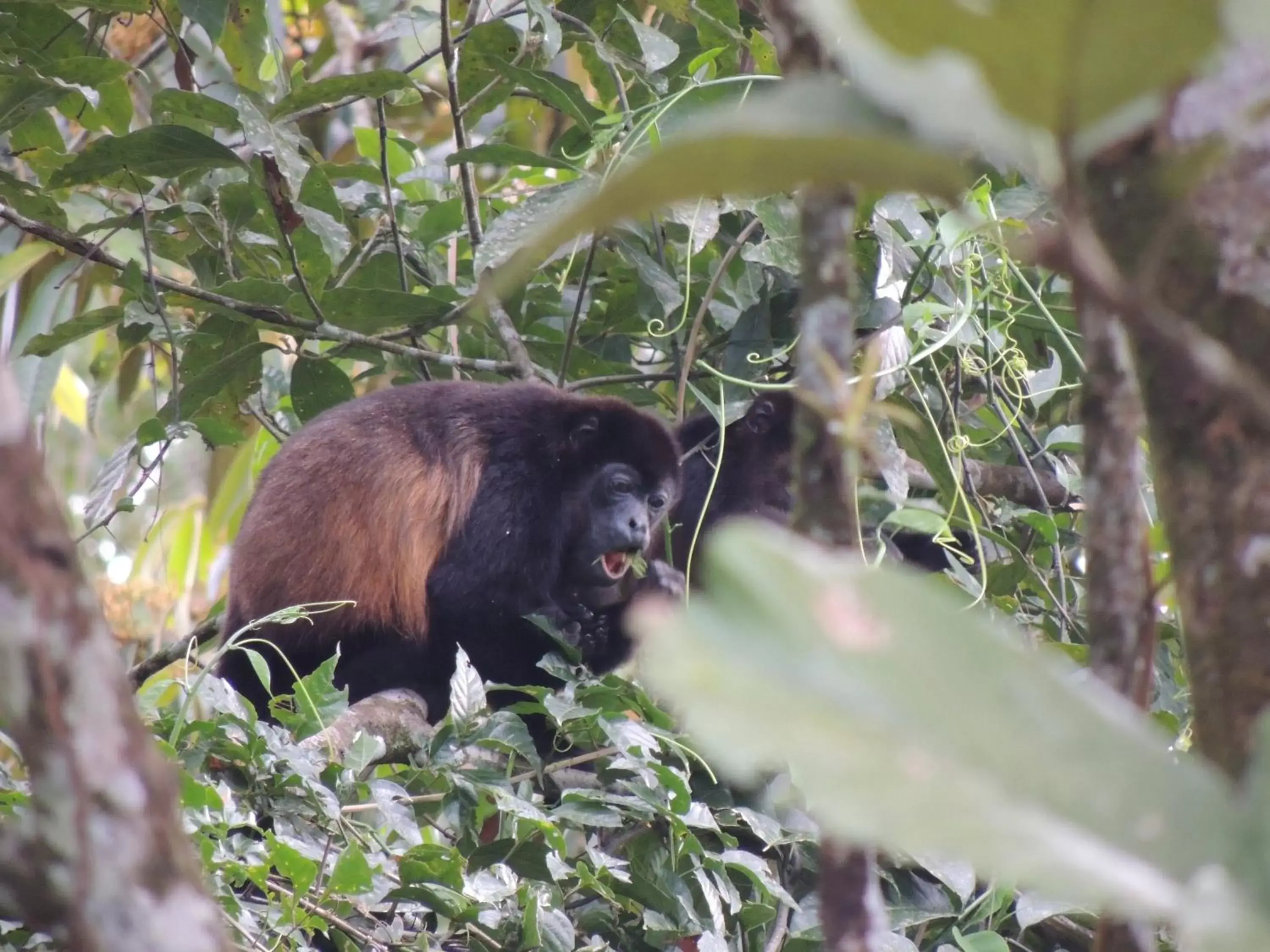 Garden, Other Animals in Hotel Campo Verde