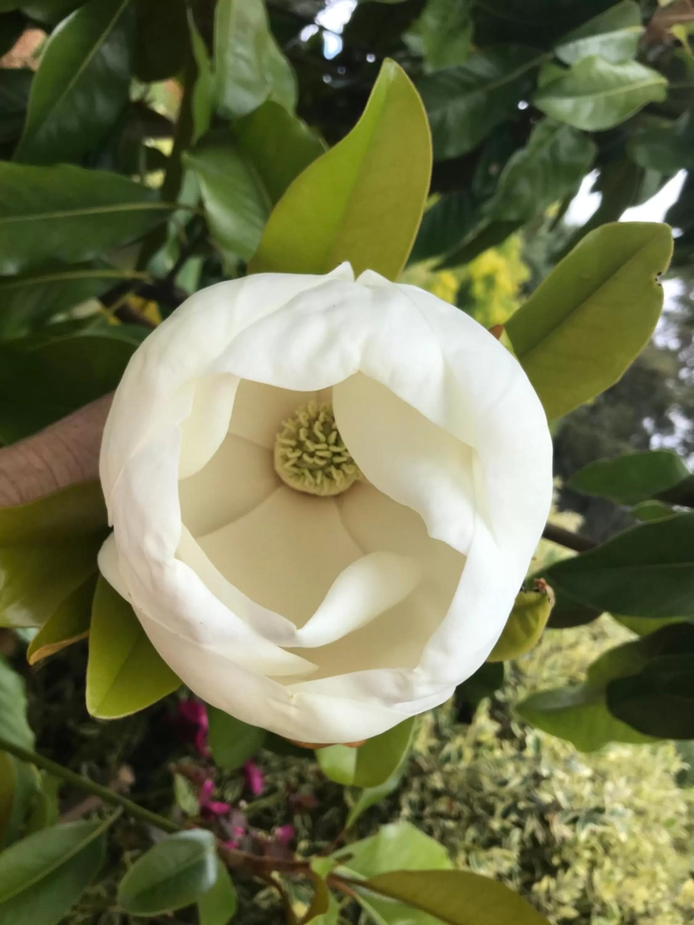 Hillside Bed and Breakfast