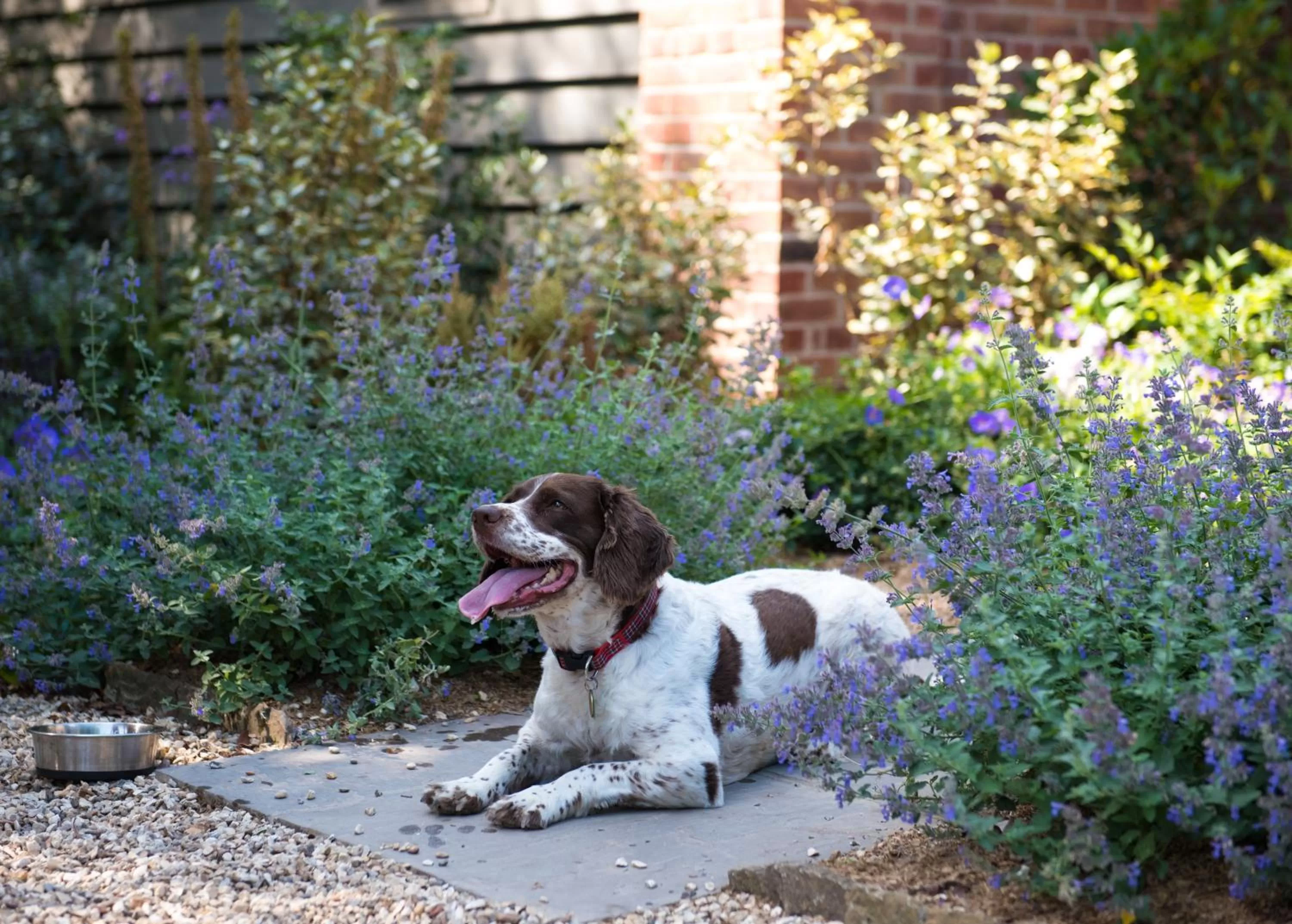 Pets in The Eastbury & Spa