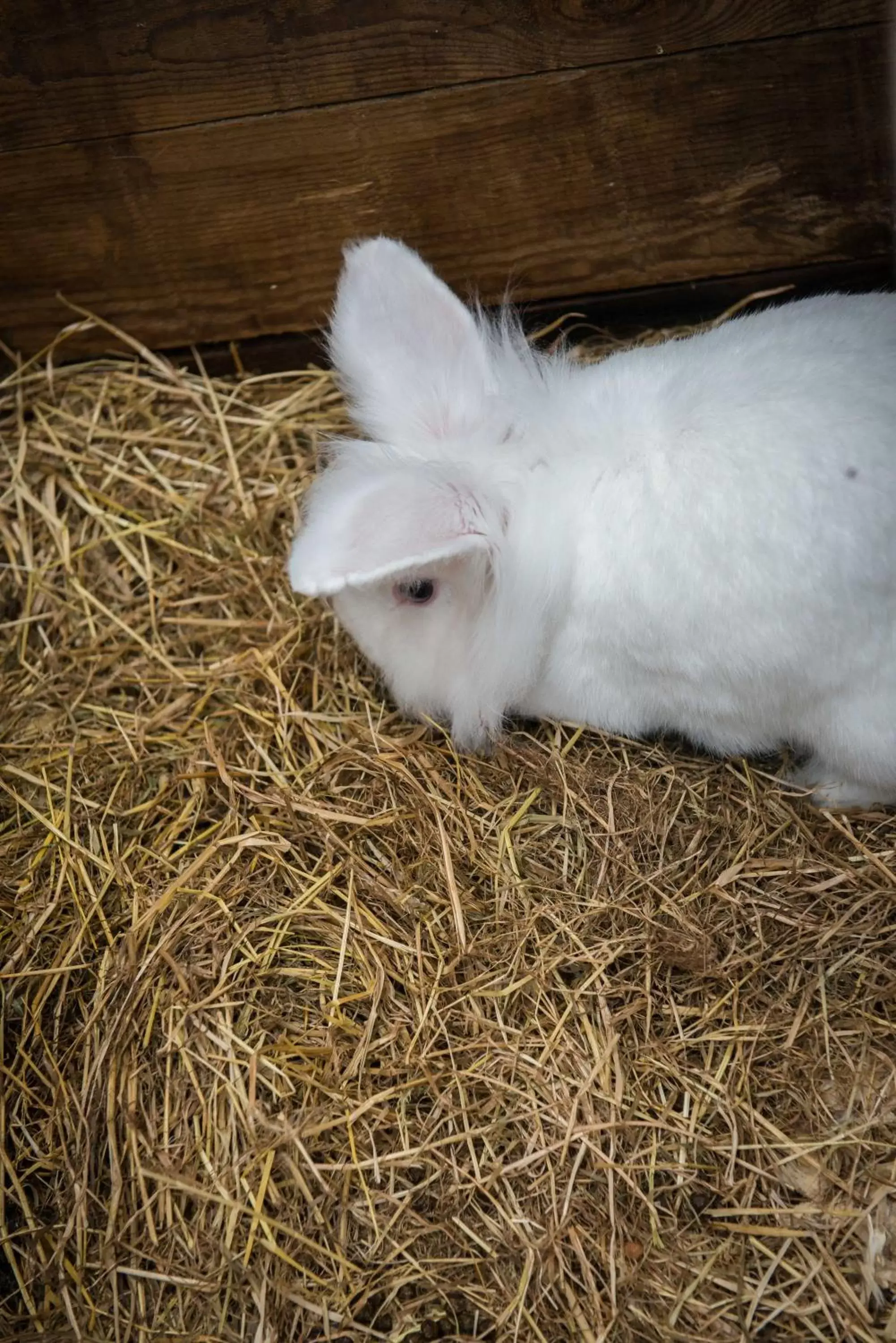 Pets in Gabriel House Guesthouse