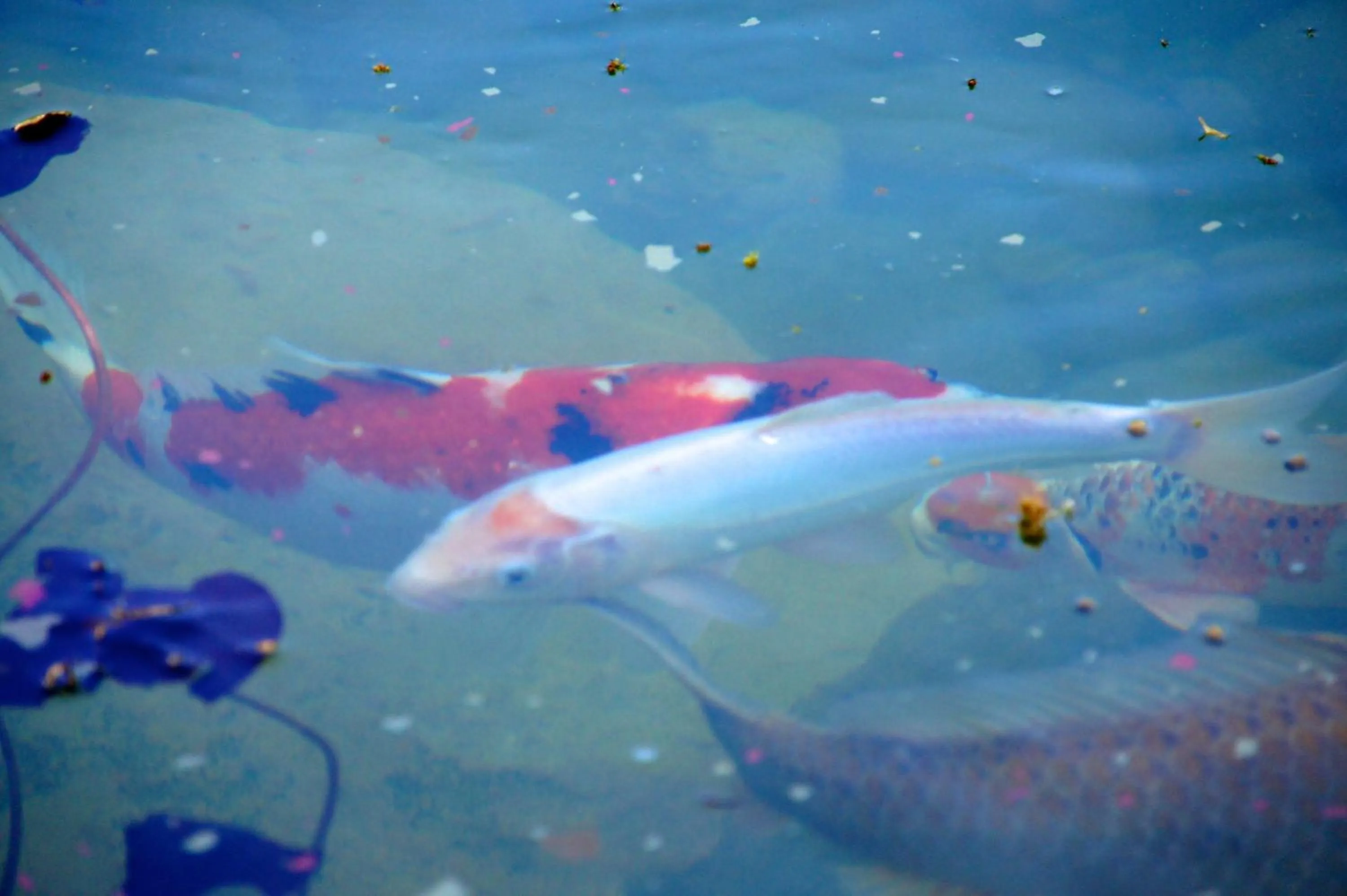 Other in Bad Schauenburg