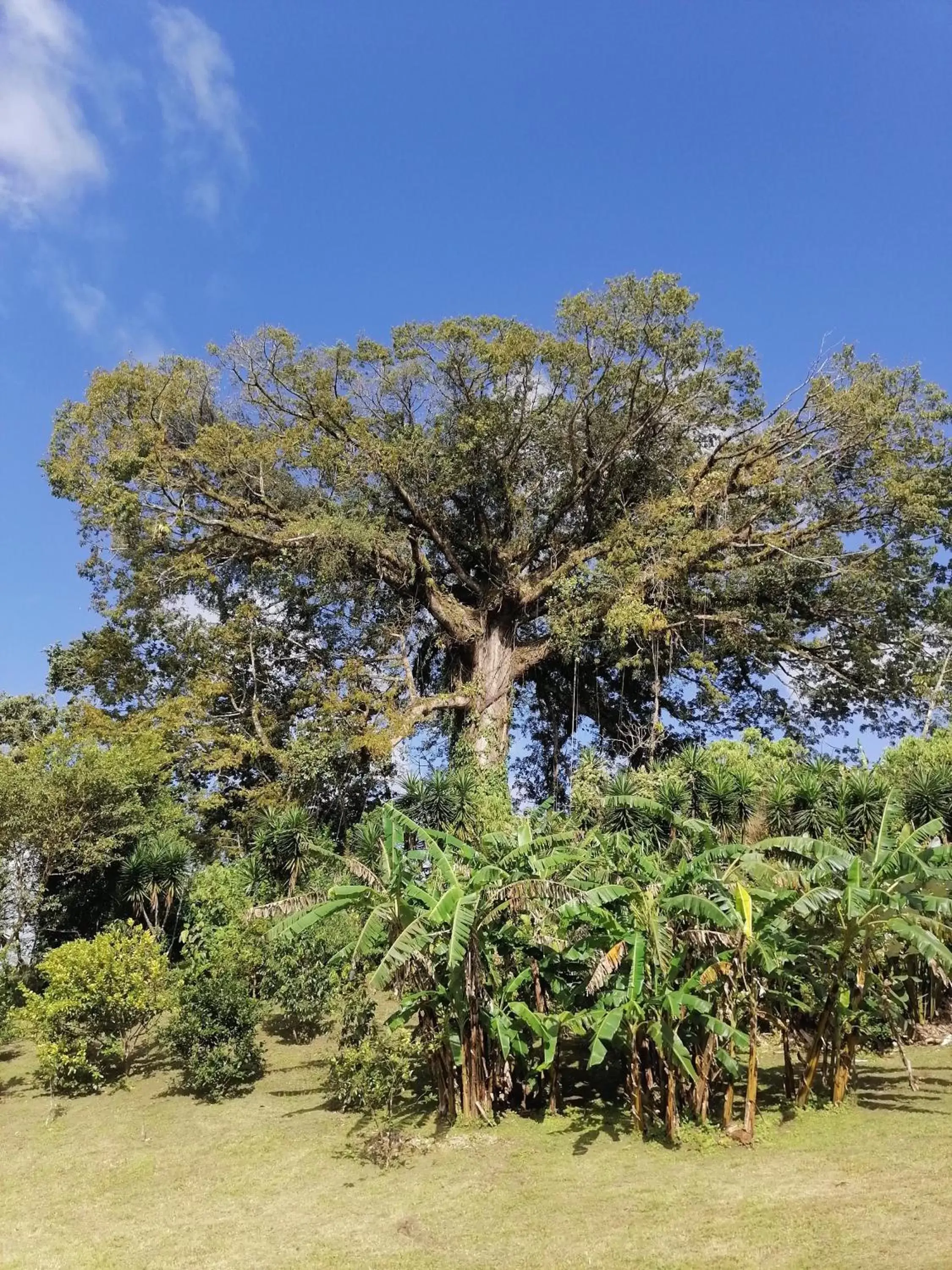 Natural landscape in La Ceiba Tree Lodge