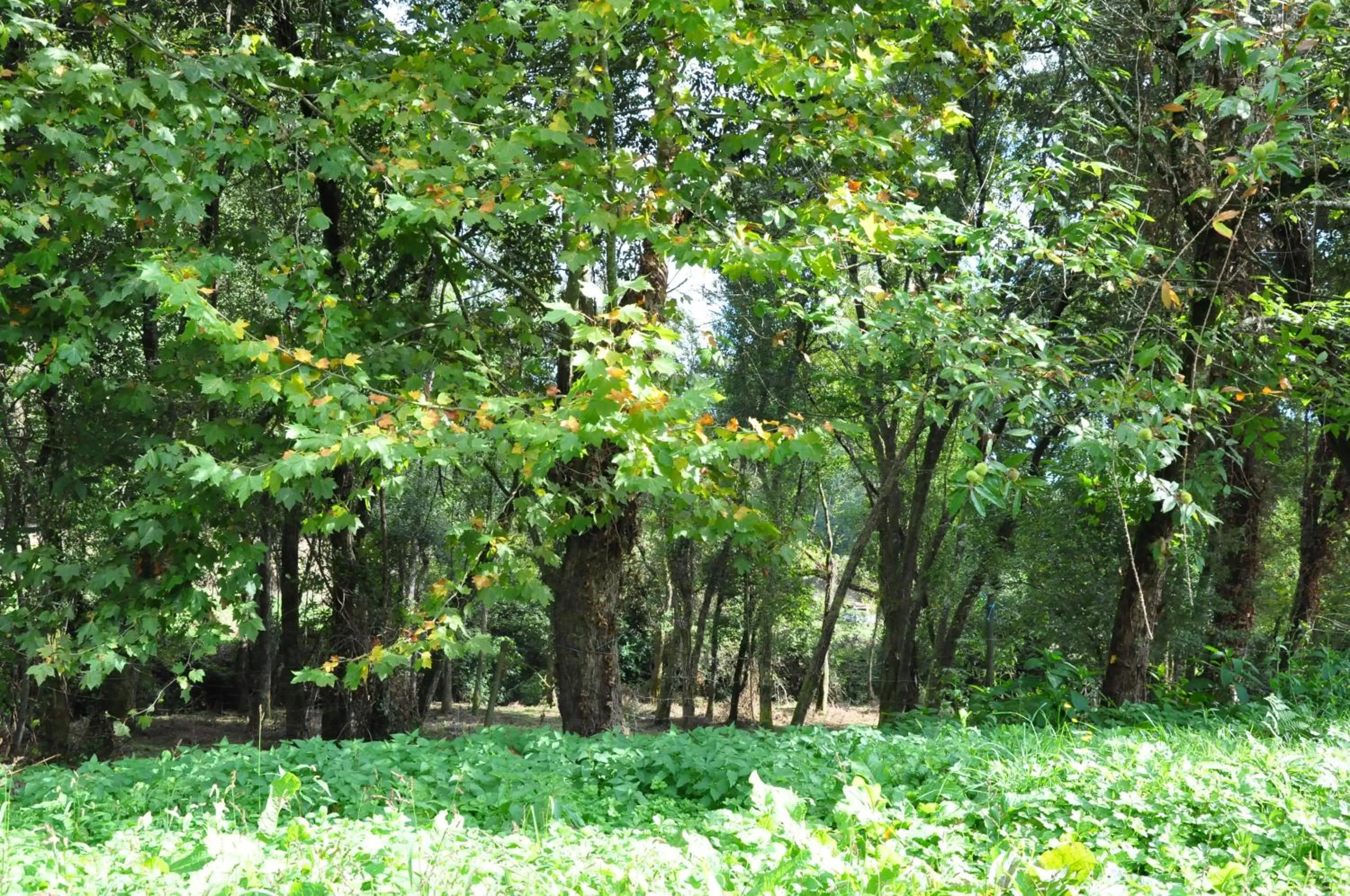 Hotel Rural de Charme Maria da Fonte