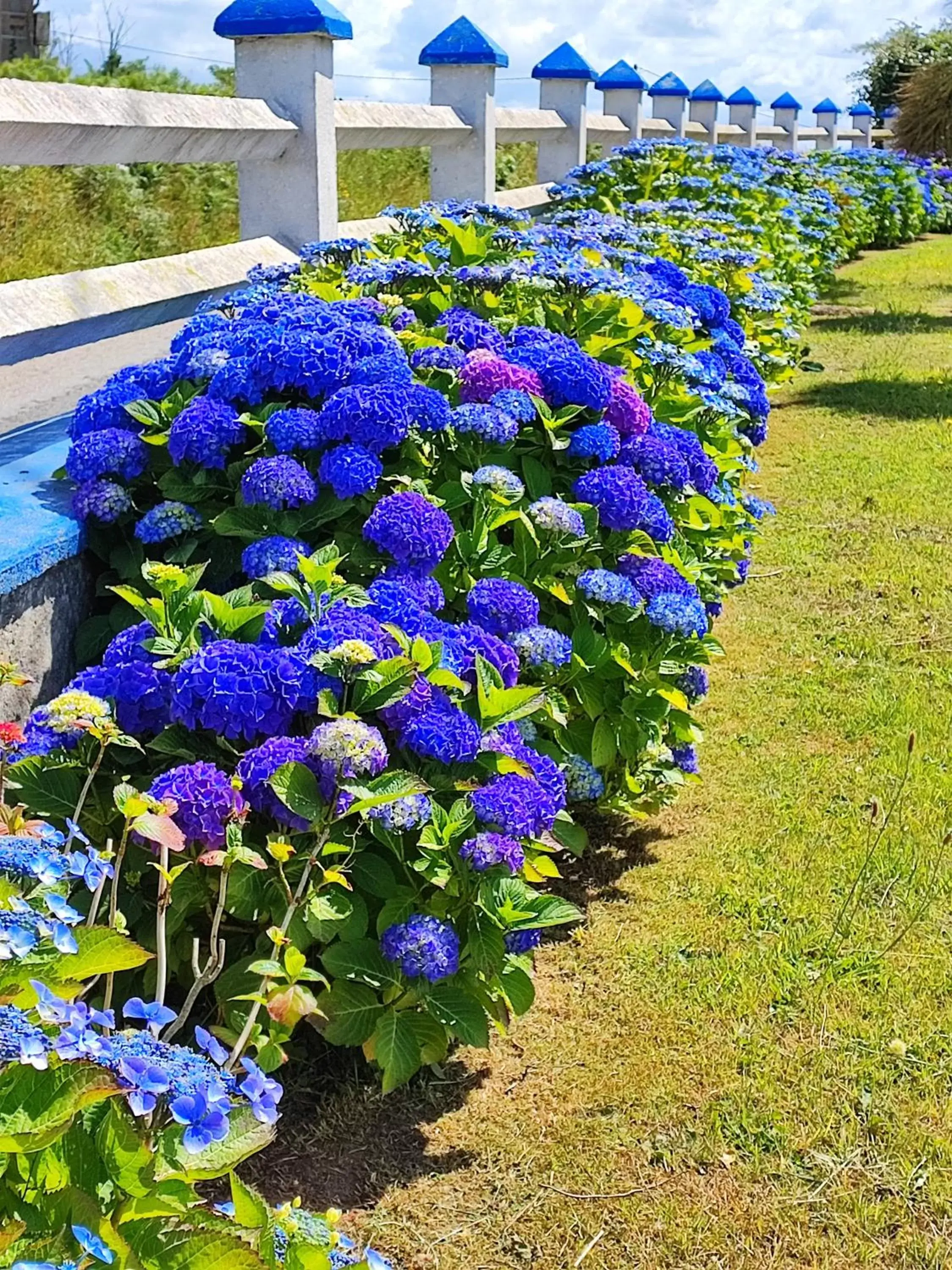 Garden in Chambres d'Hôtes "Les Hauts Vents"