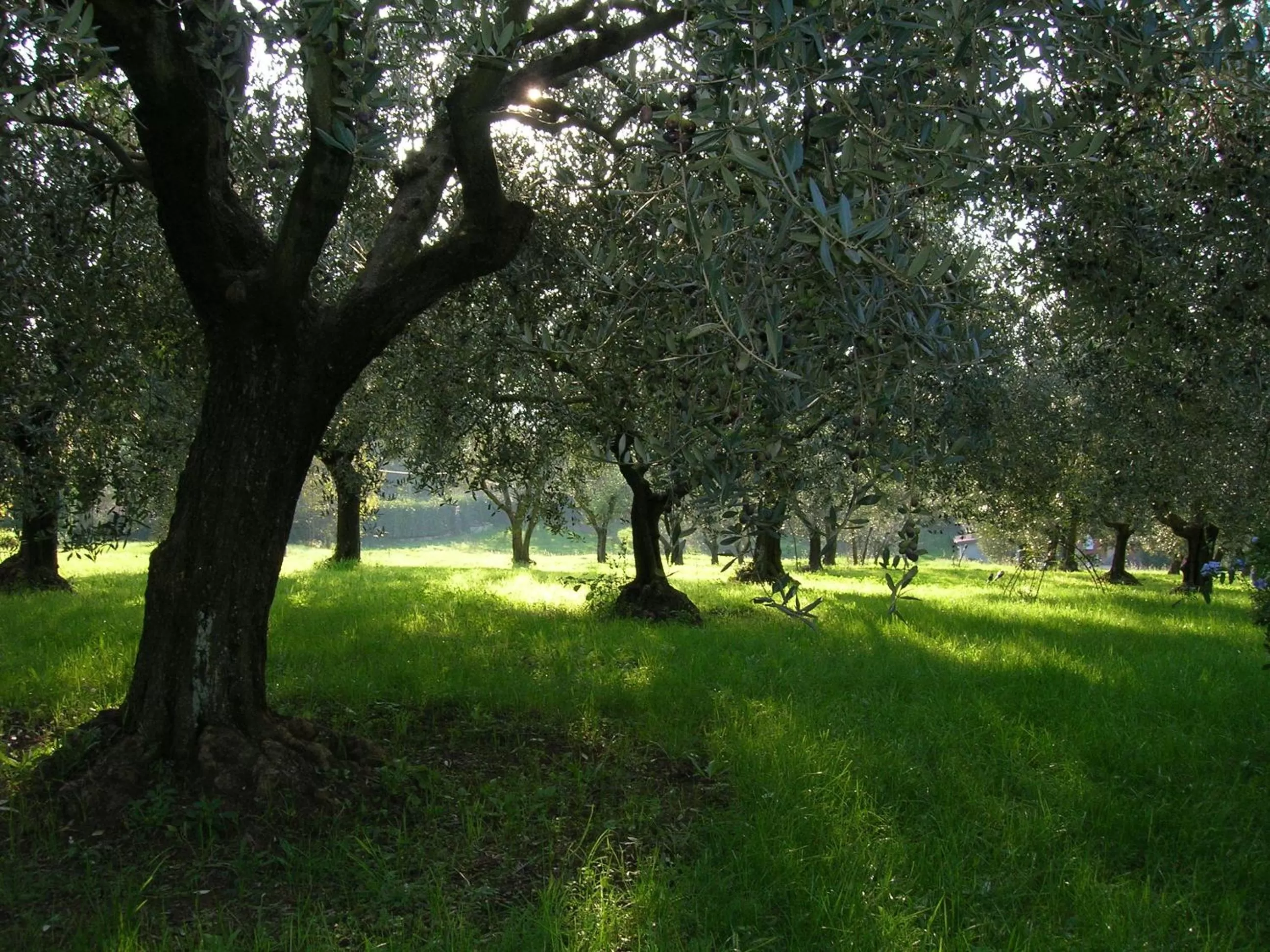 Garden in Olive Tree Hill