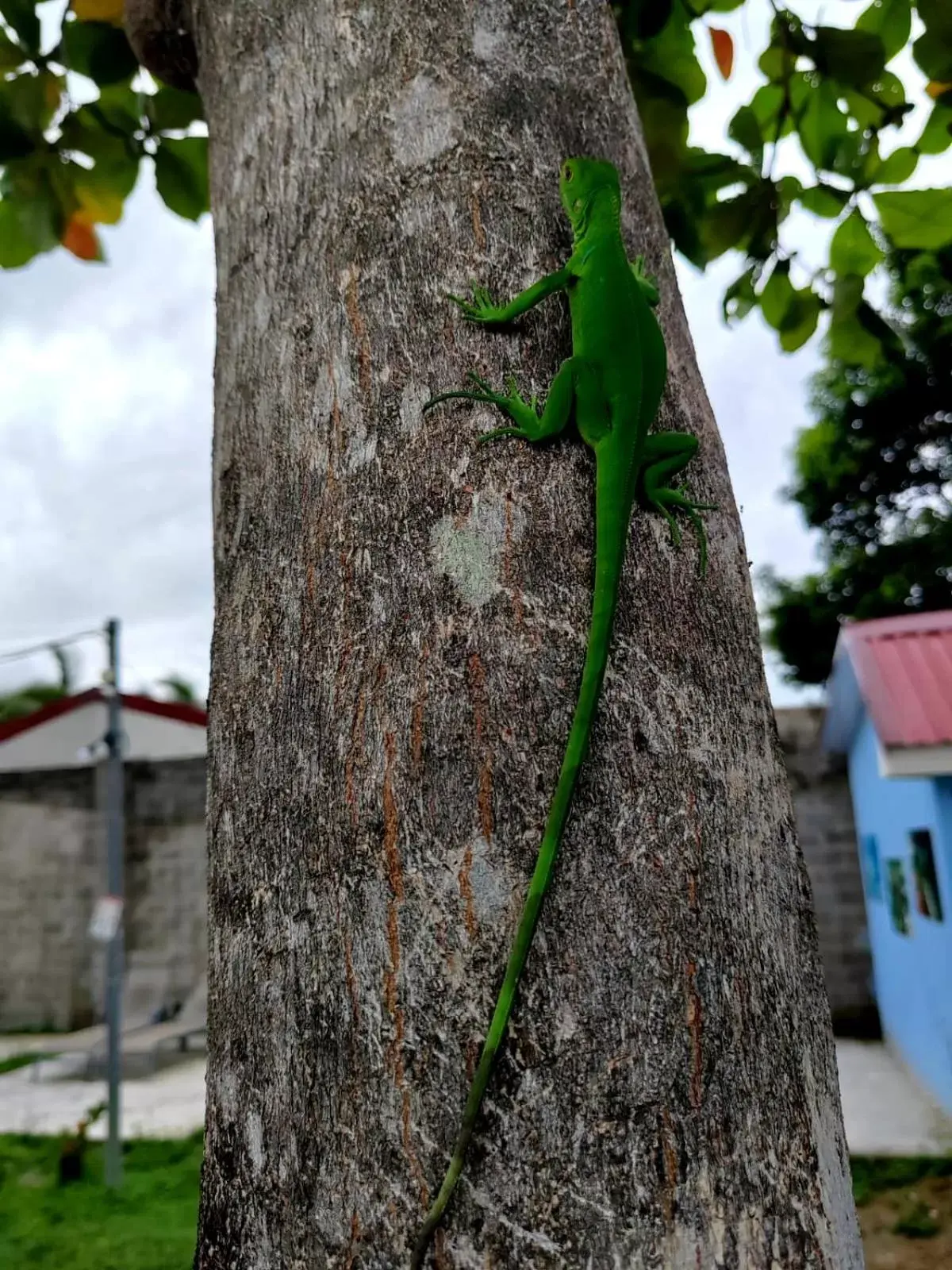 Property building, Other Animals in Hotel Catappa