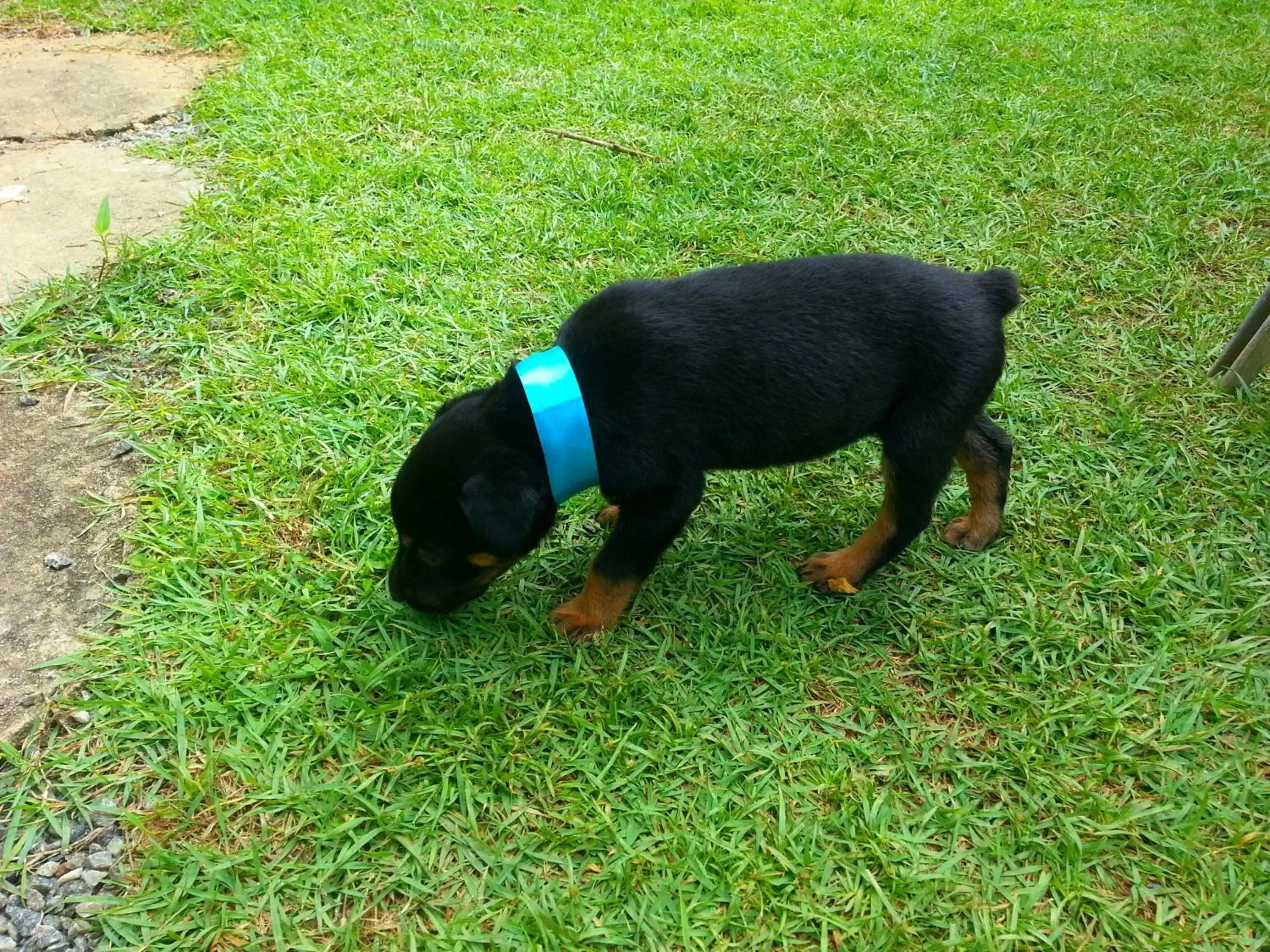 Animals in Ella Inn Hotel