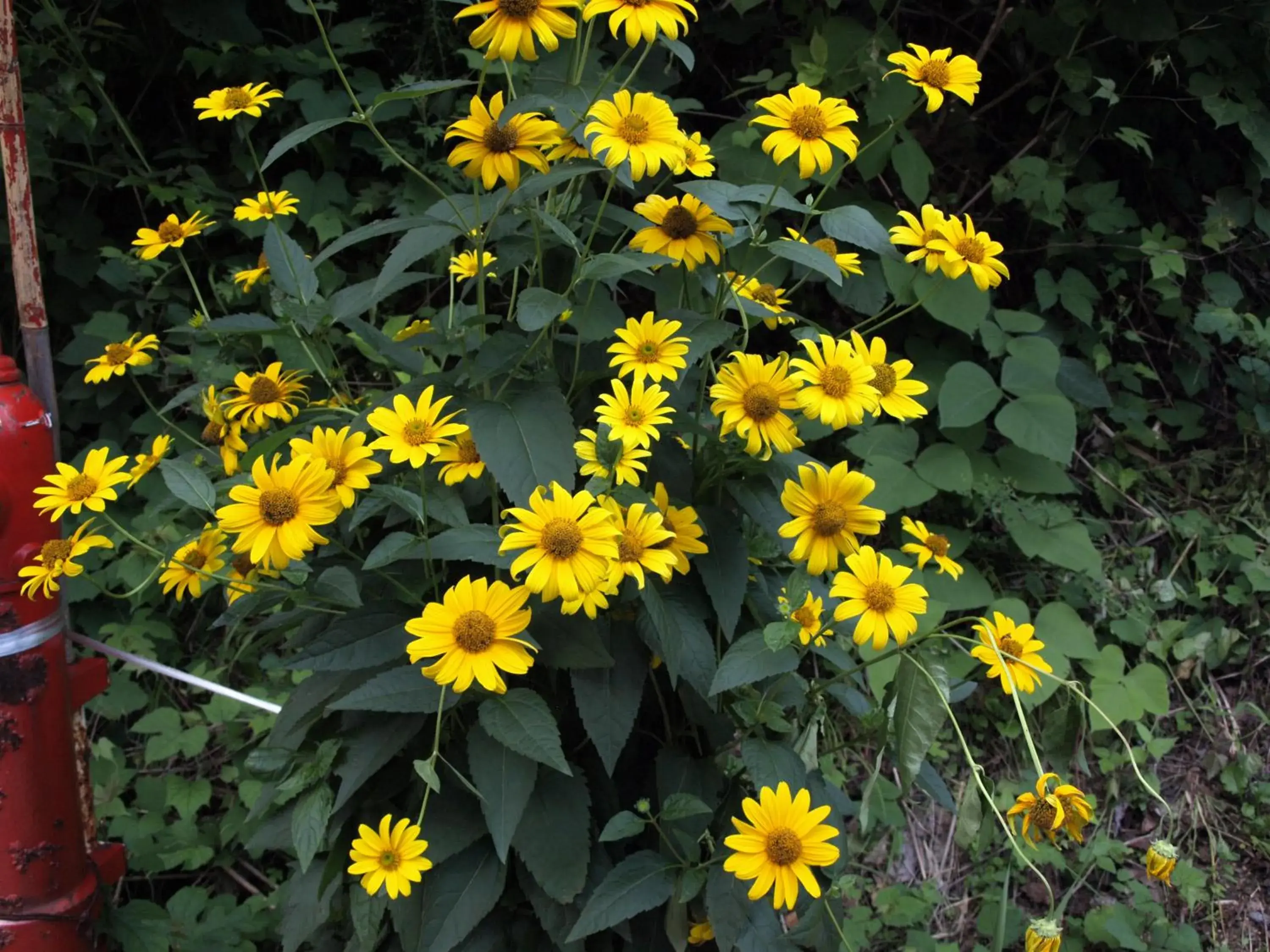 Natural landscape in Hotel Silk In Madarao