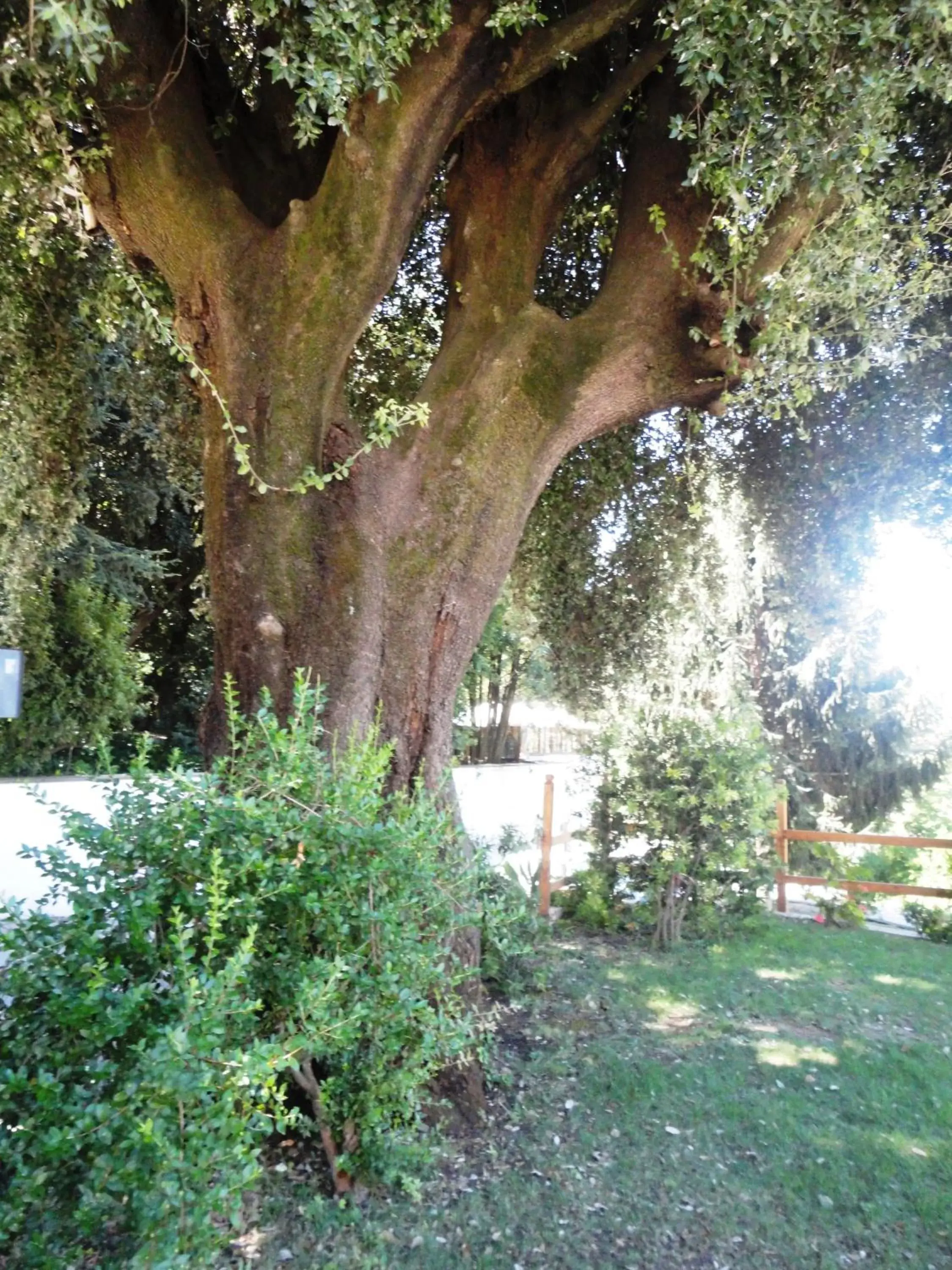 Garden in Villa Altieri