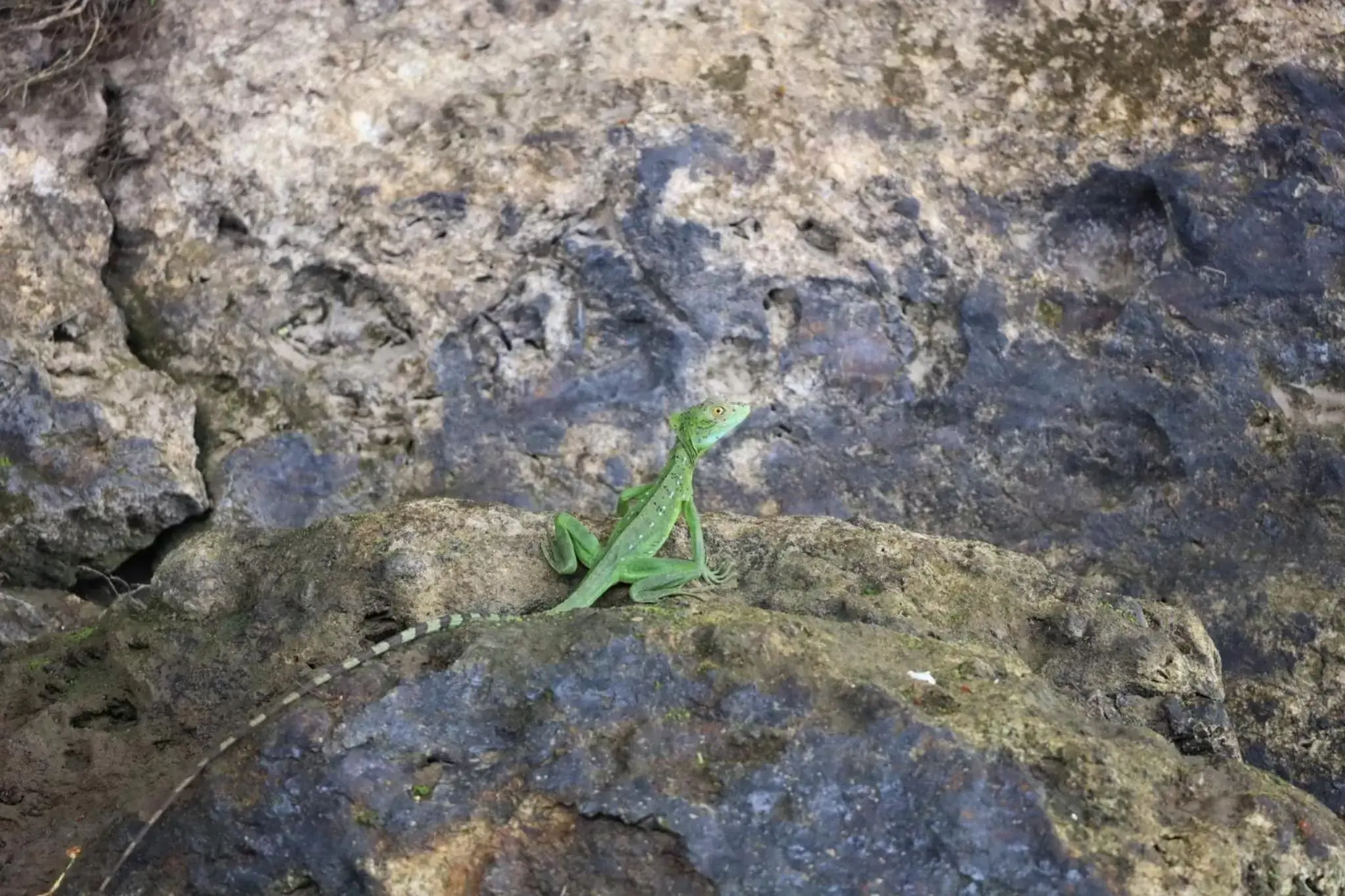 Other Animals in Iguanitas Lodge