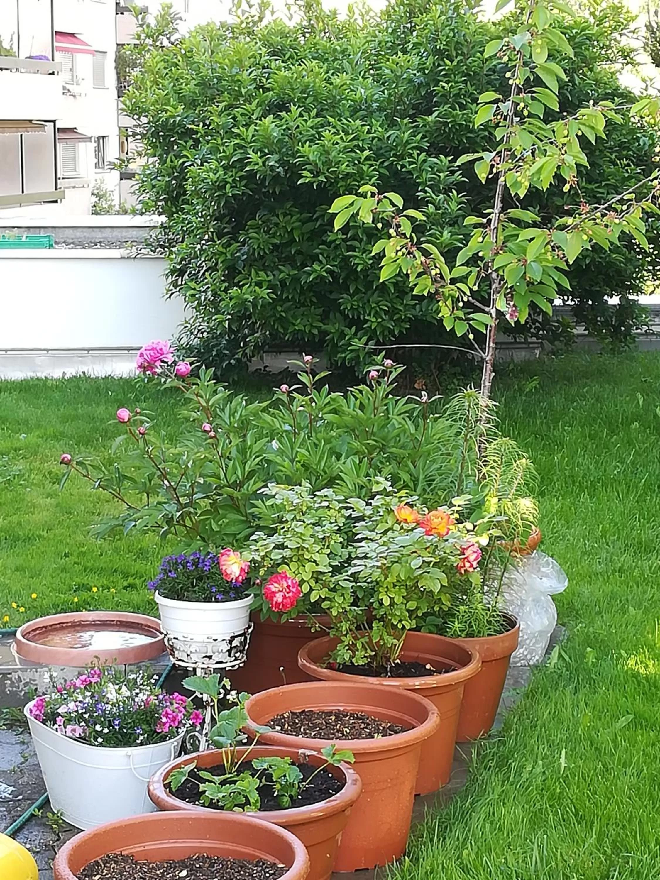 Garden in Bed & Breakfast