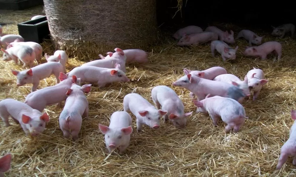 Other in Lily Hill Farm