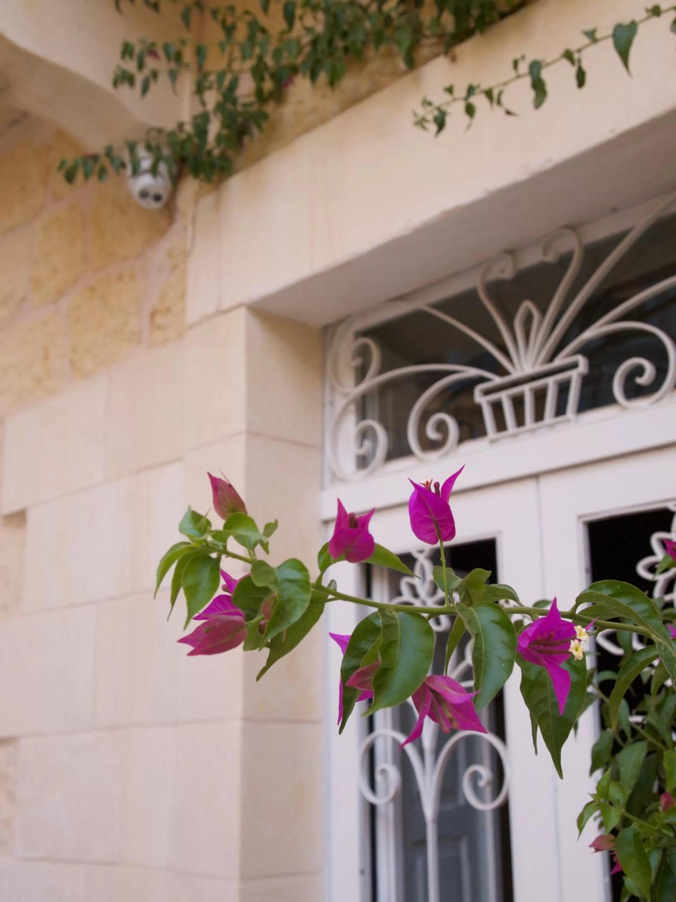 Property building in Provicario