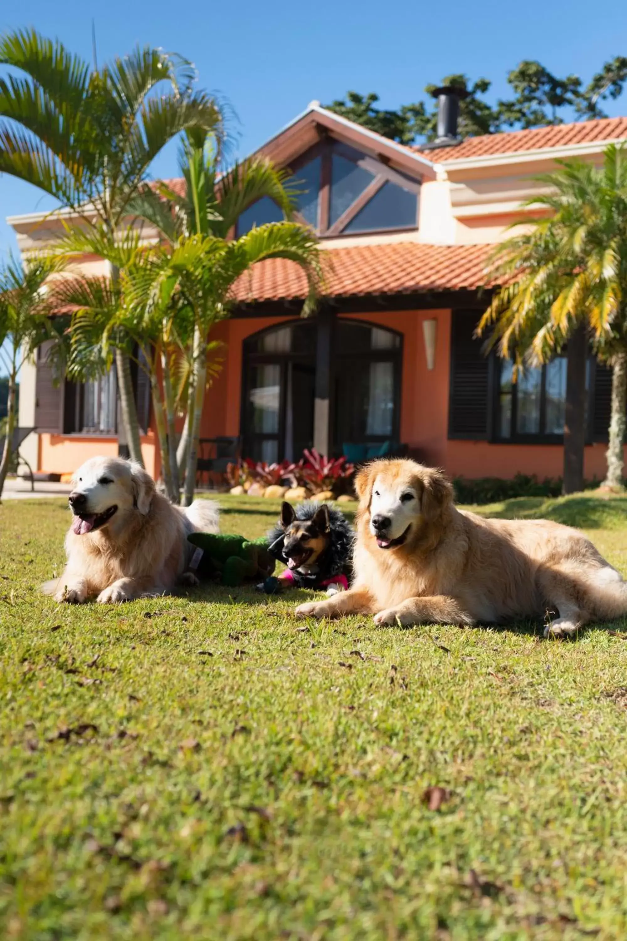 Pets, Property Building in Hotel Villa Rossa