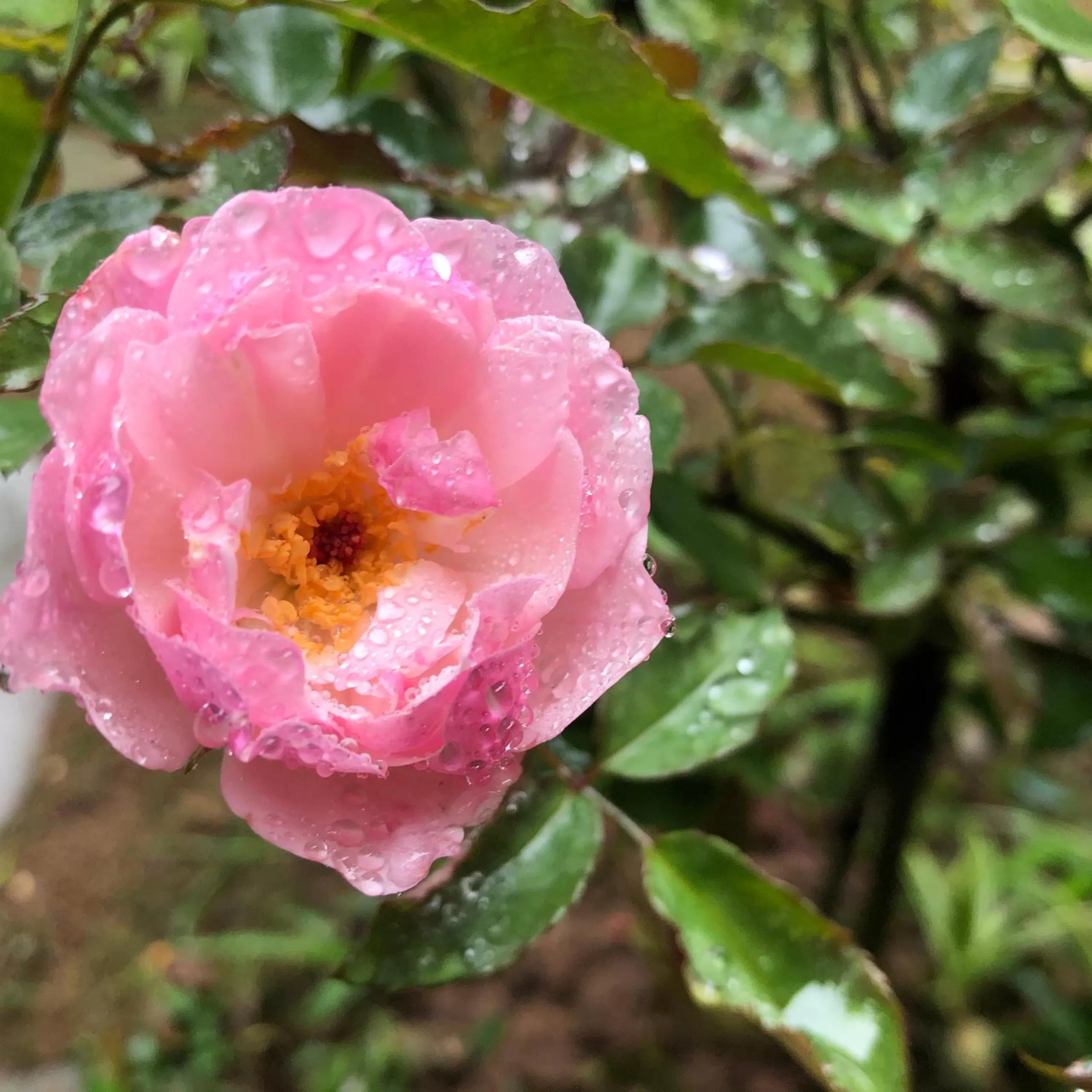 Trang An Moon Garden Homestay