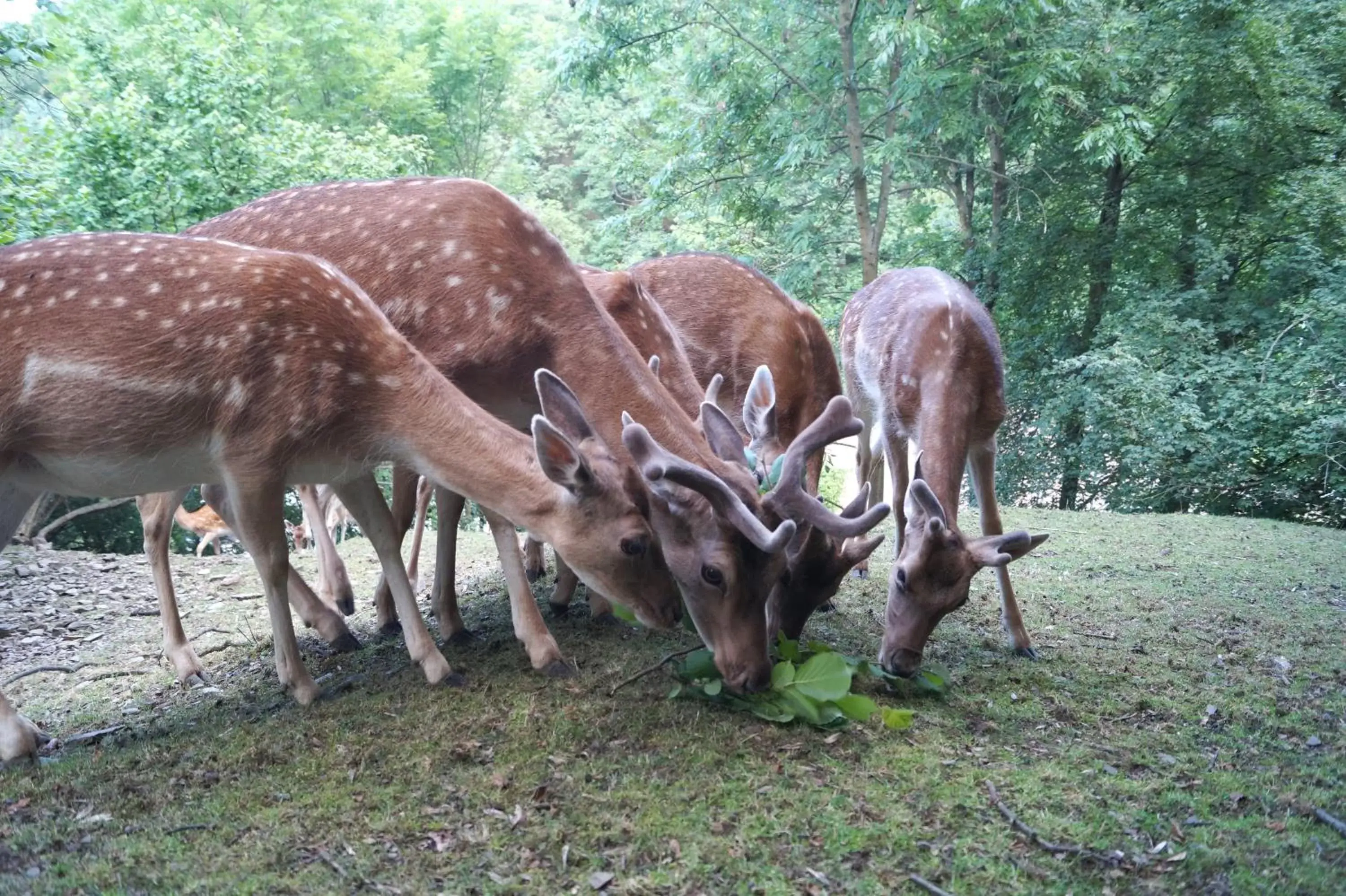 Animals in REGIOHOTEL Schanzenhaus Wernigerode