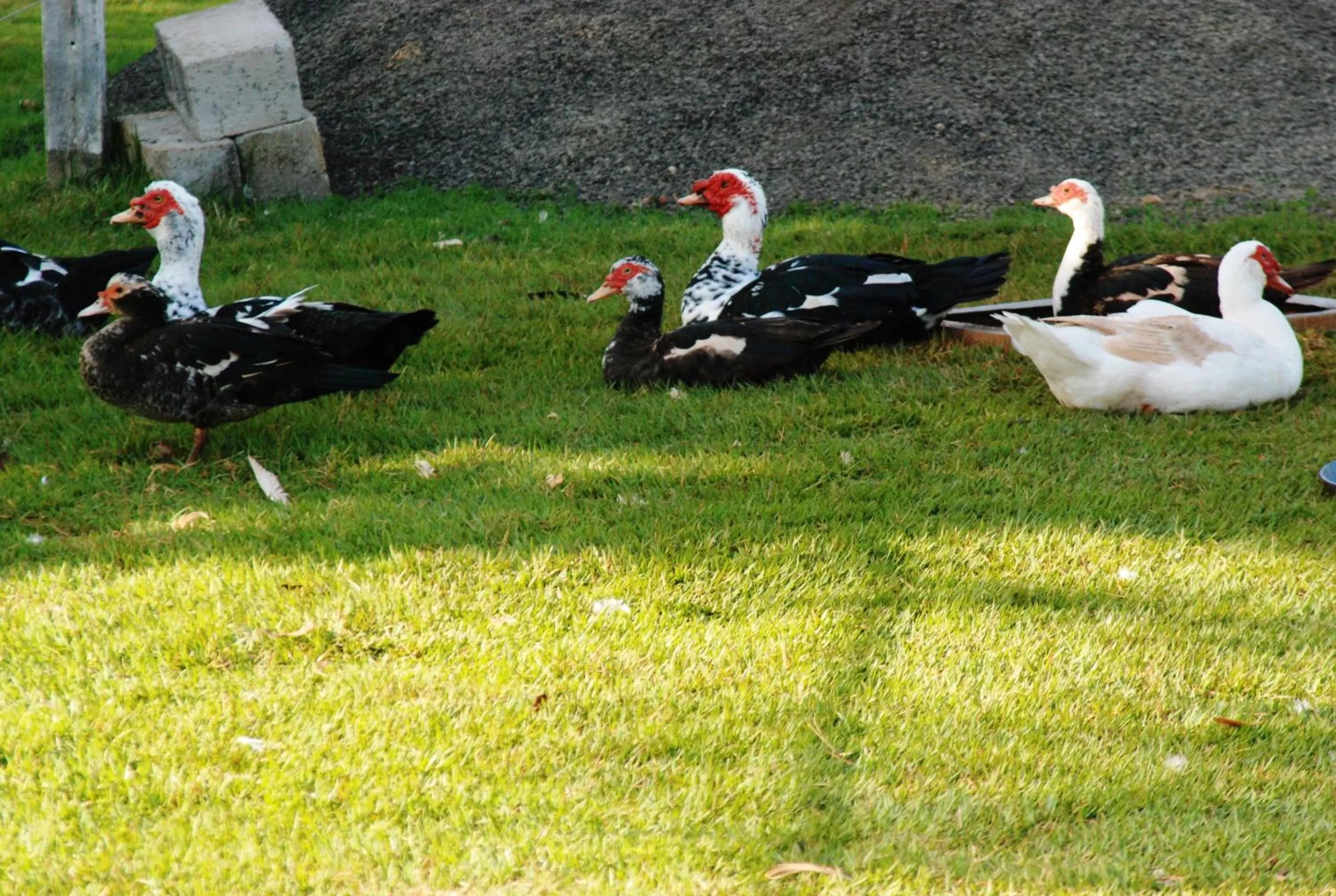 Animals, Other Animals in Repouso do Tchê