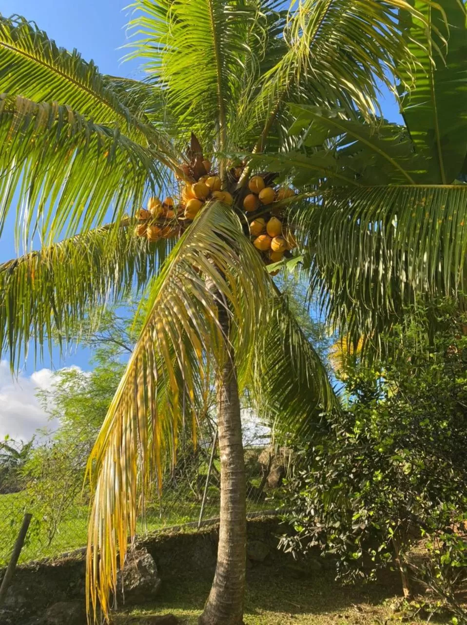 Villa Cajou chambres d'hôtes chez l'habitant et Zanzibar cottage