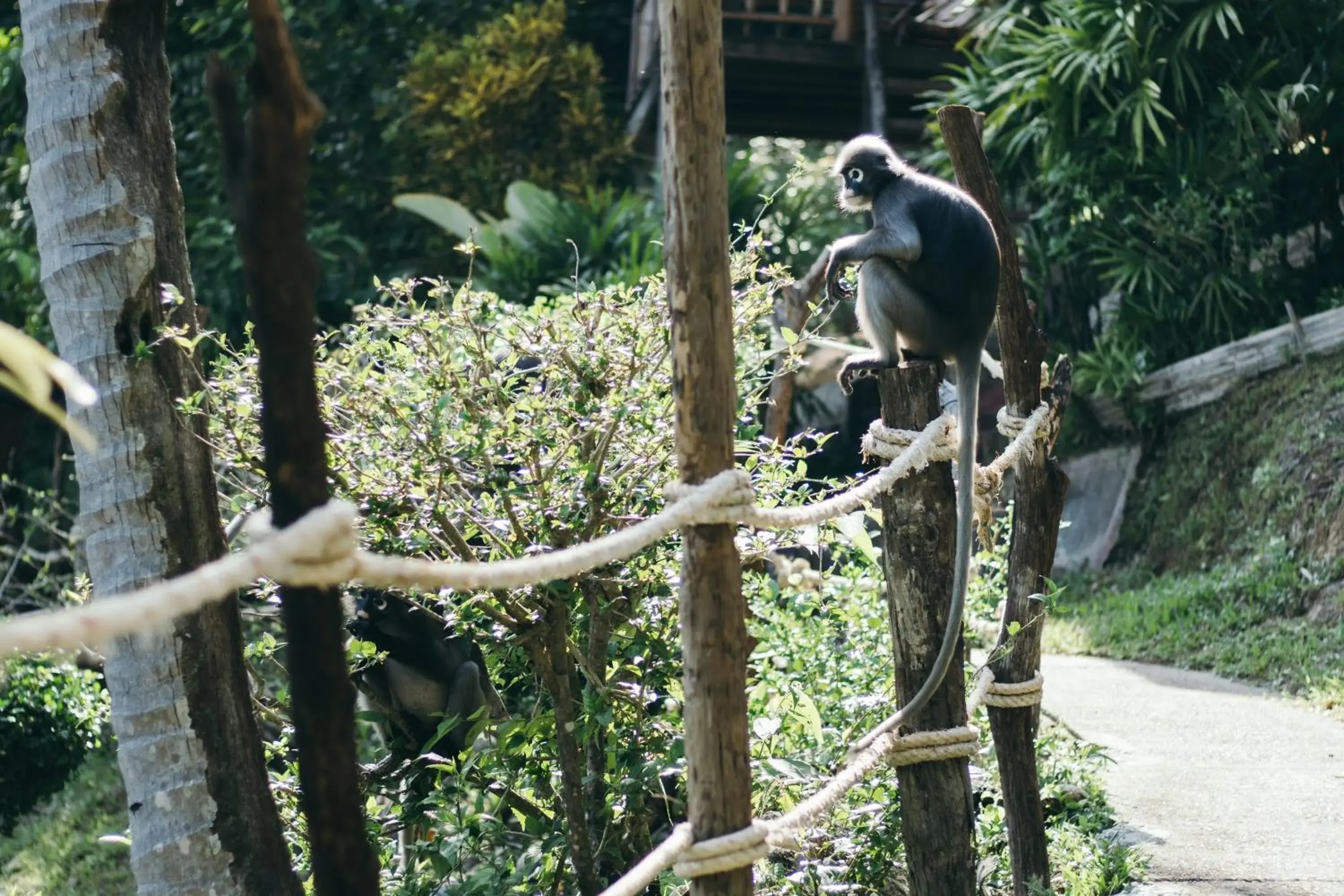 View (from property/room), Other Animals in Railay Garden View Resort