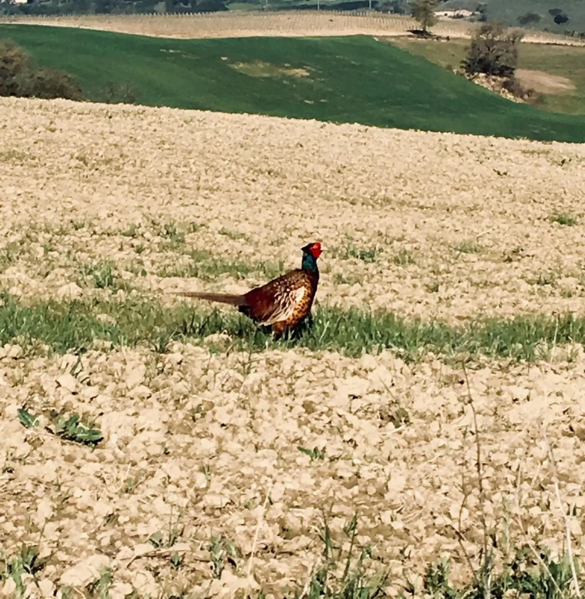 Other Animals in Cordella In Valdorcia Truffle and Olive Oil Resort