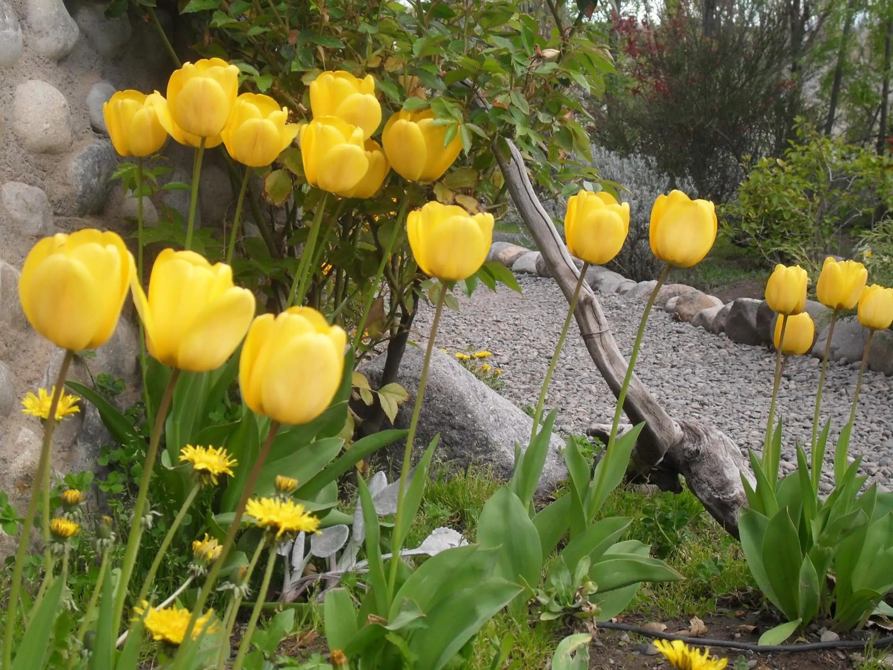 Garden in Solares Del Sur