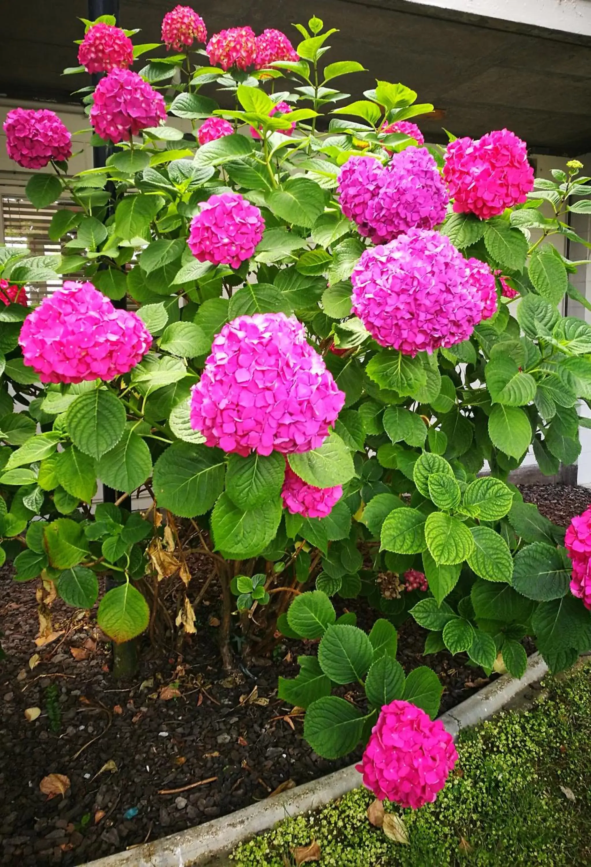 Garden view in Belmont Motor Inn Garden view in Belmont Motor Inn