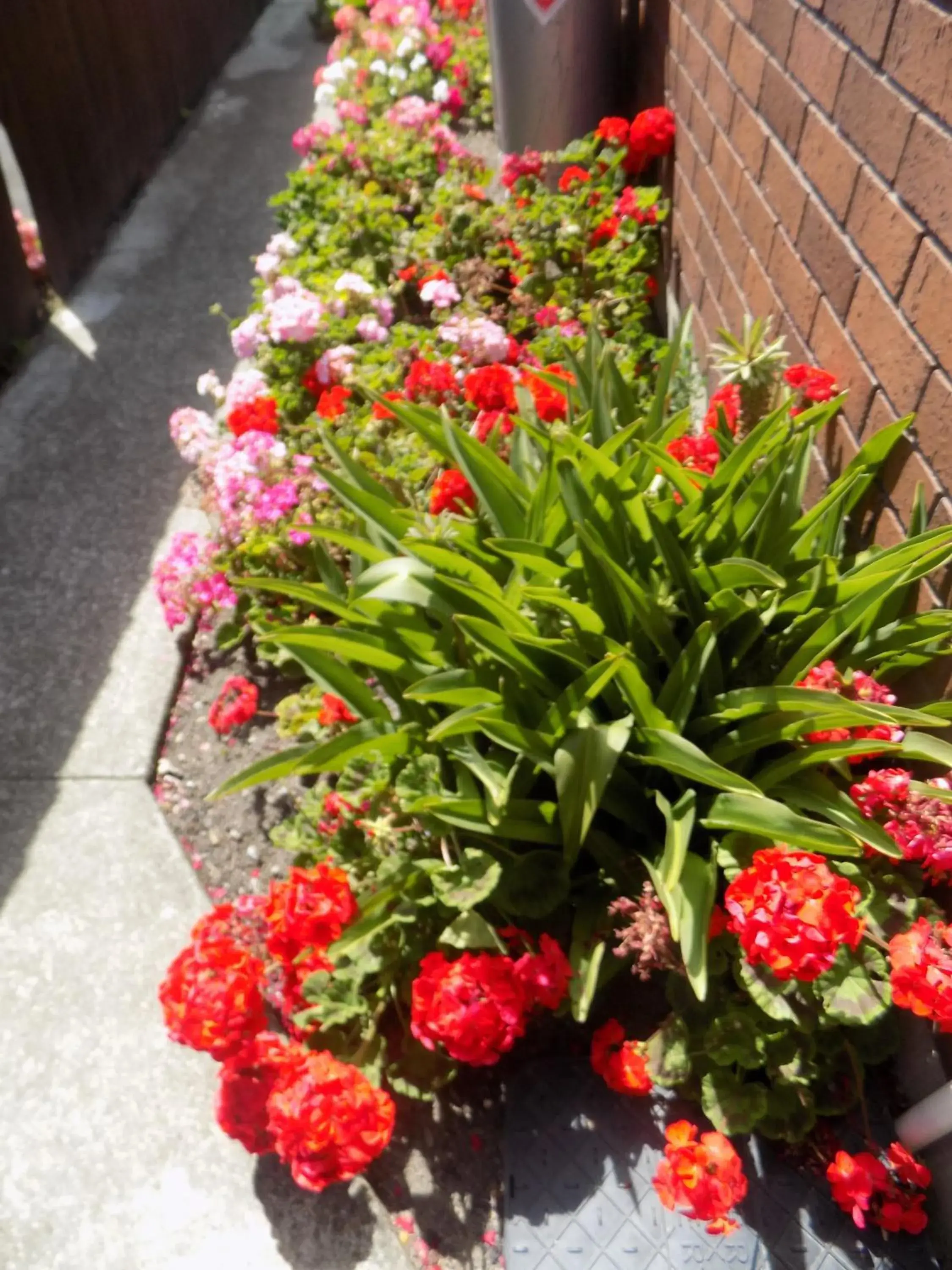 Garden view, Garden in Garden City Motel