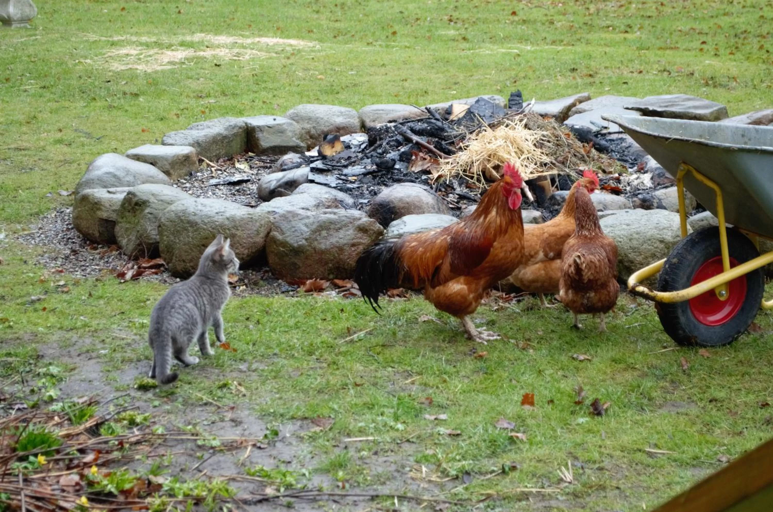 Off site, Other Animals in Ny Kirstineberg Gods Bed & Breakfast