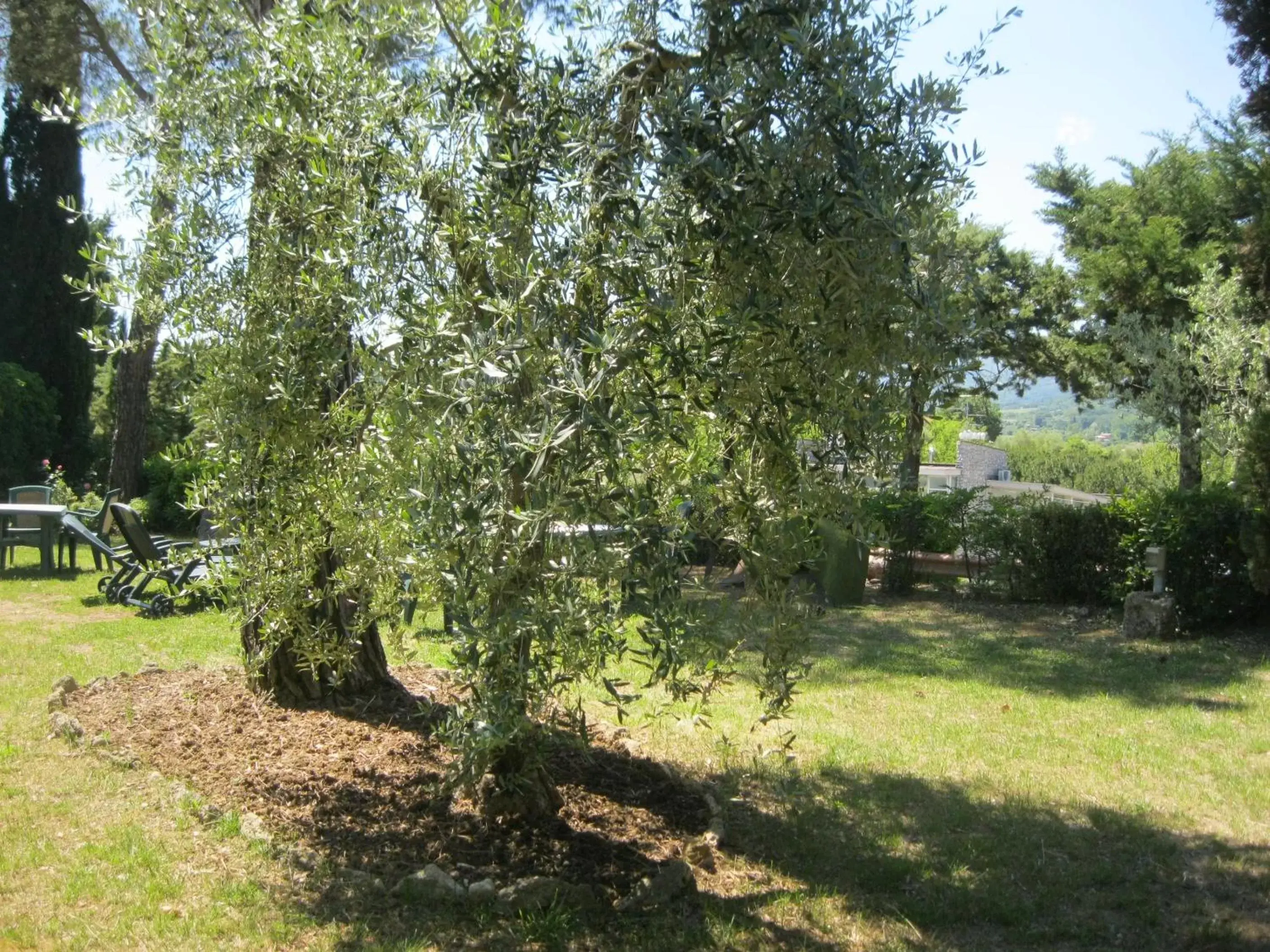 Garden in Hotel Rosati